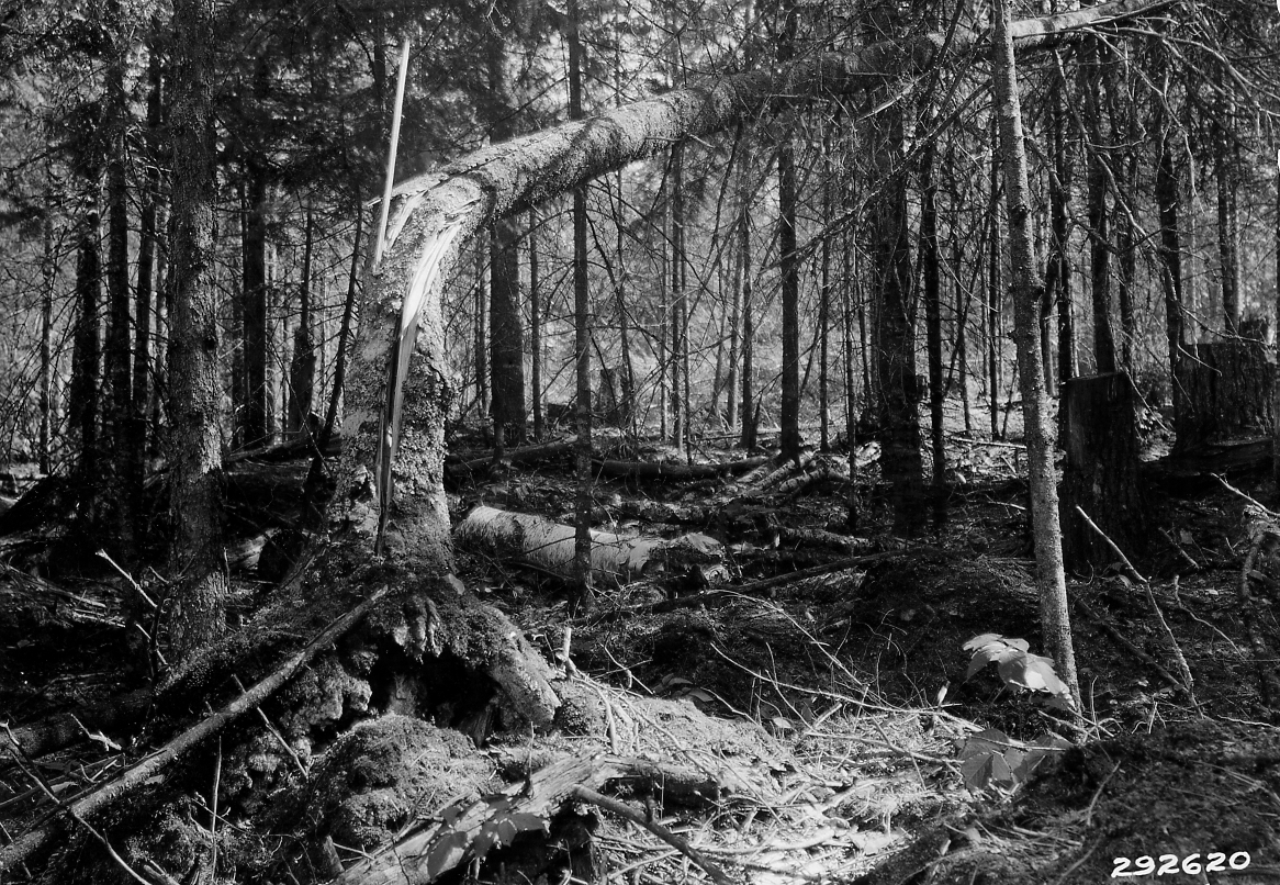 old field balsam stem identification view