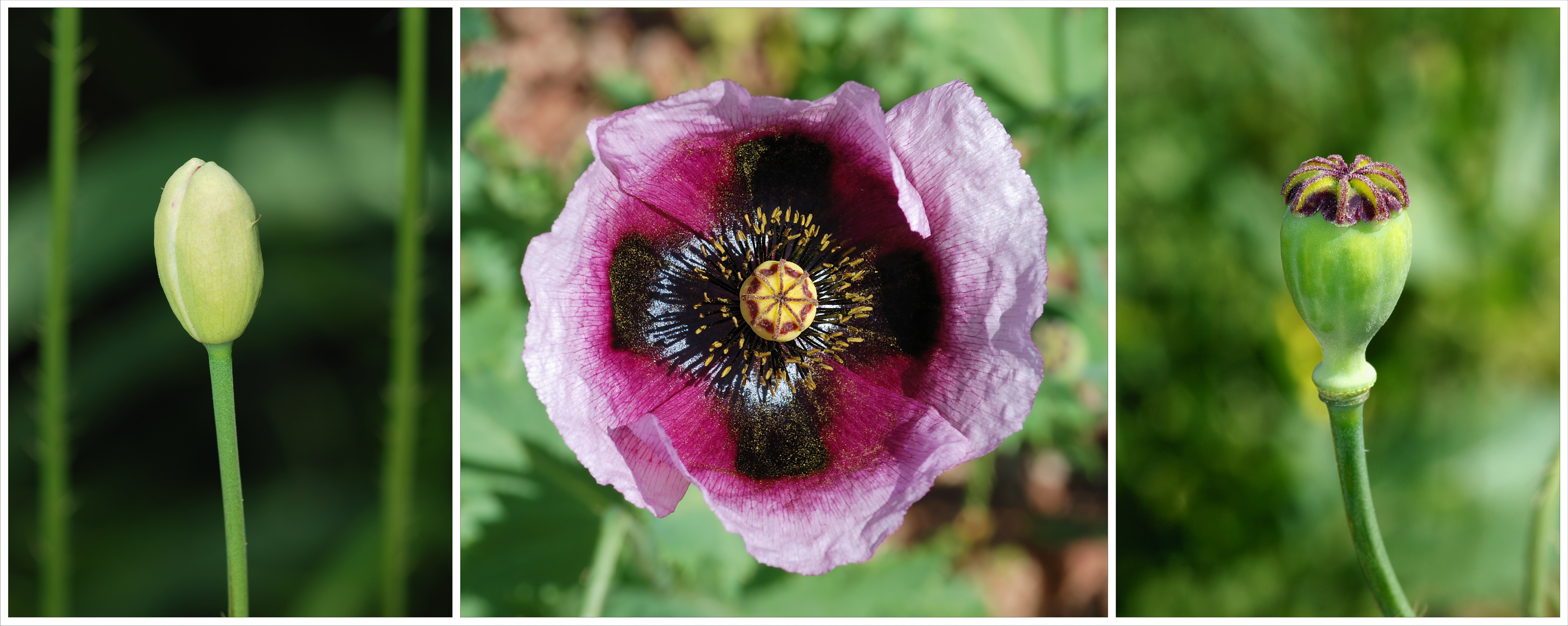 Opium poppy flower identification view
