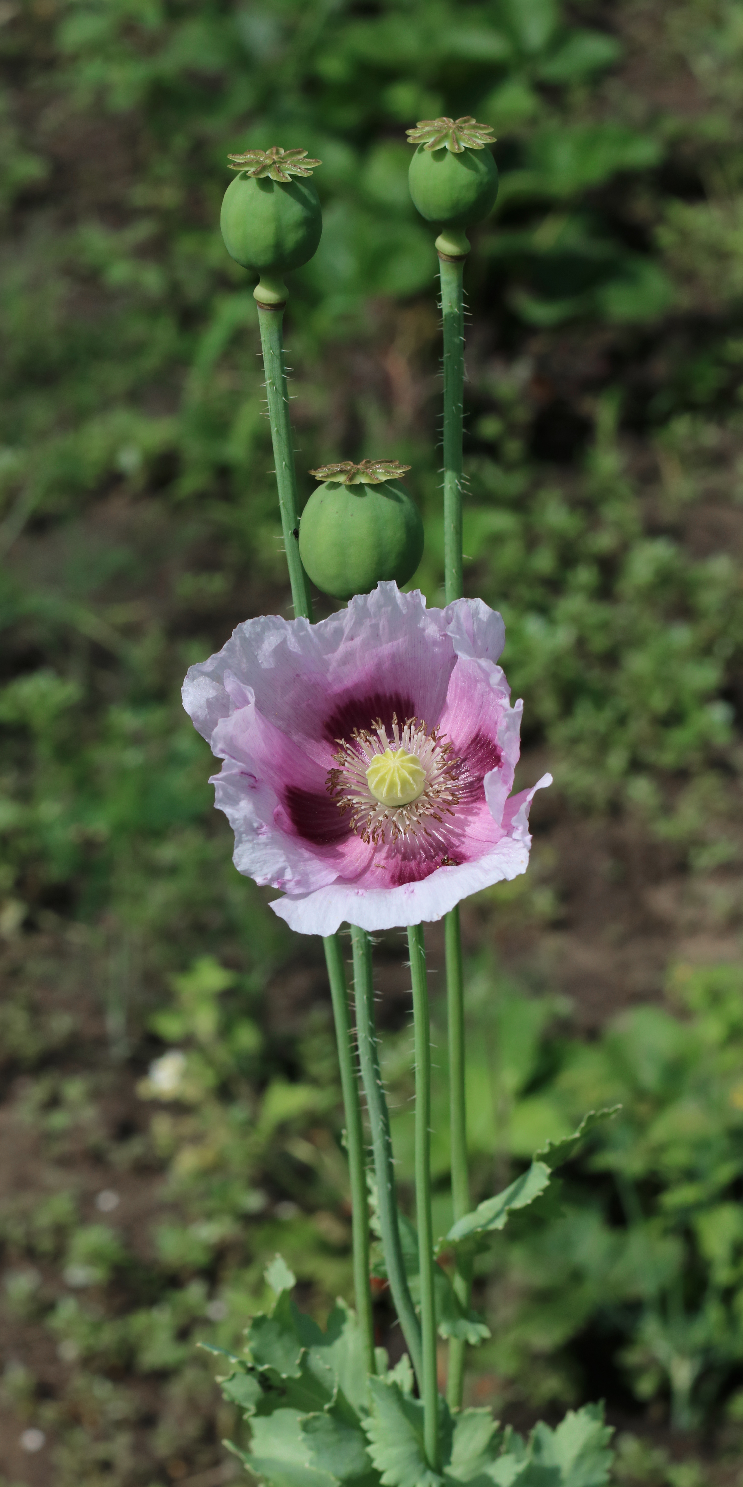 Opium poppy fruit identification view