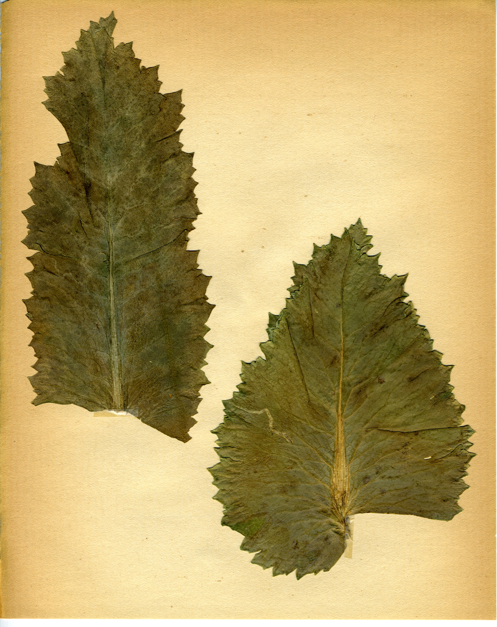 Opium poppy leaf identification view