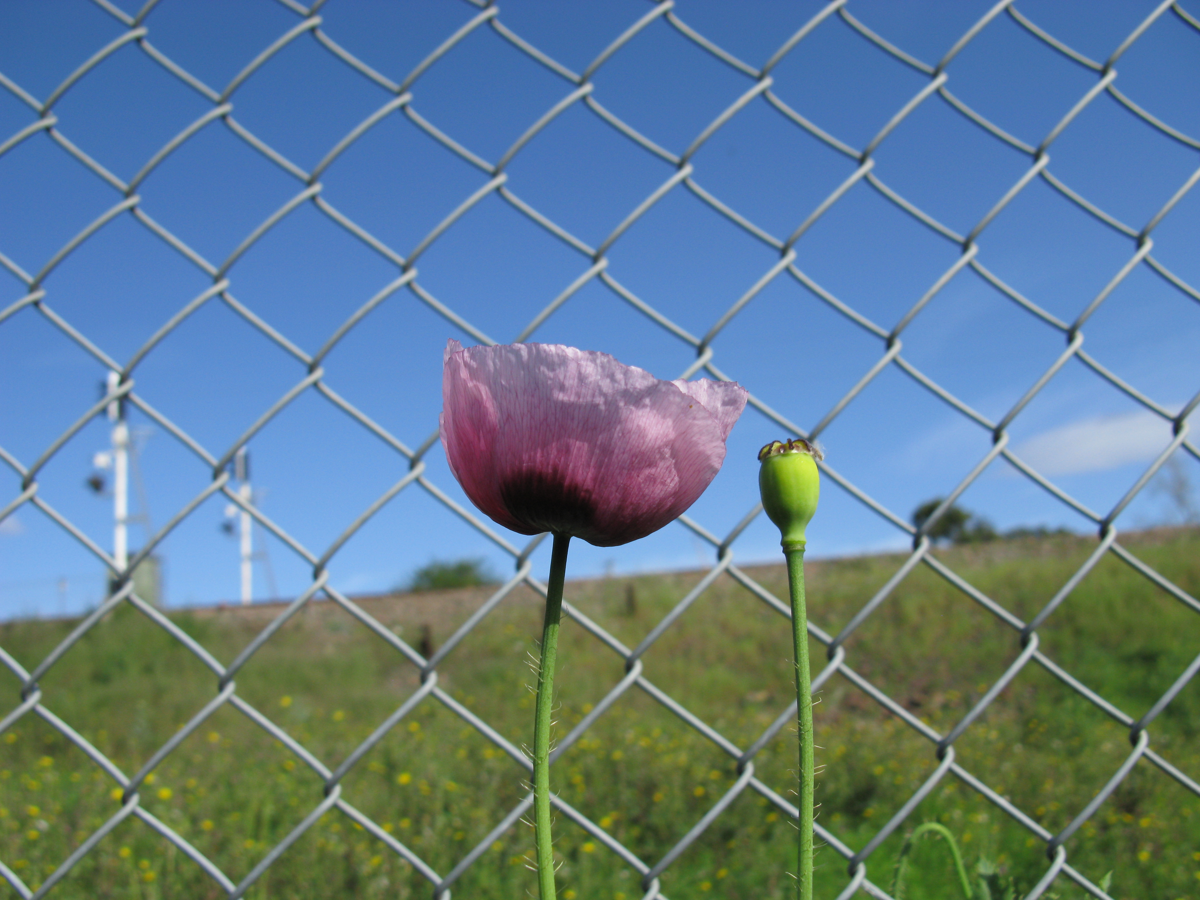 Opium poppy stem identification view