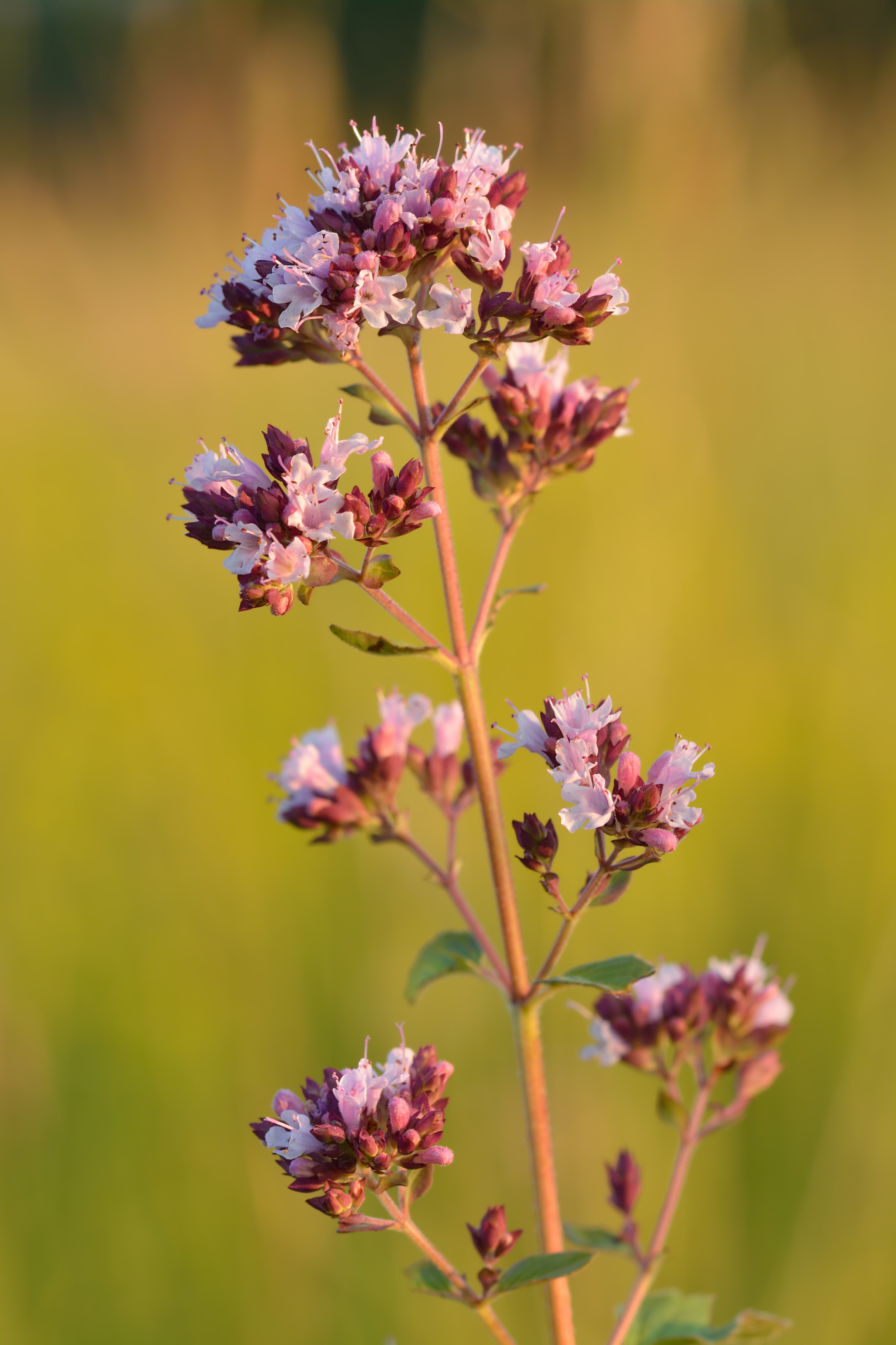 Oregano plant identification view