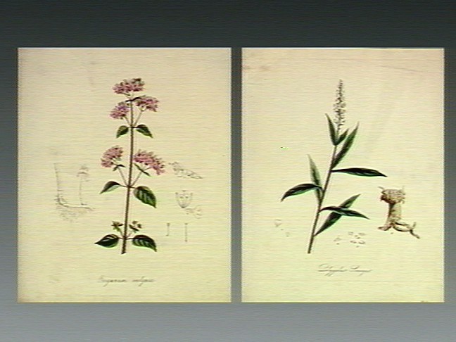 Oregano stem identification view