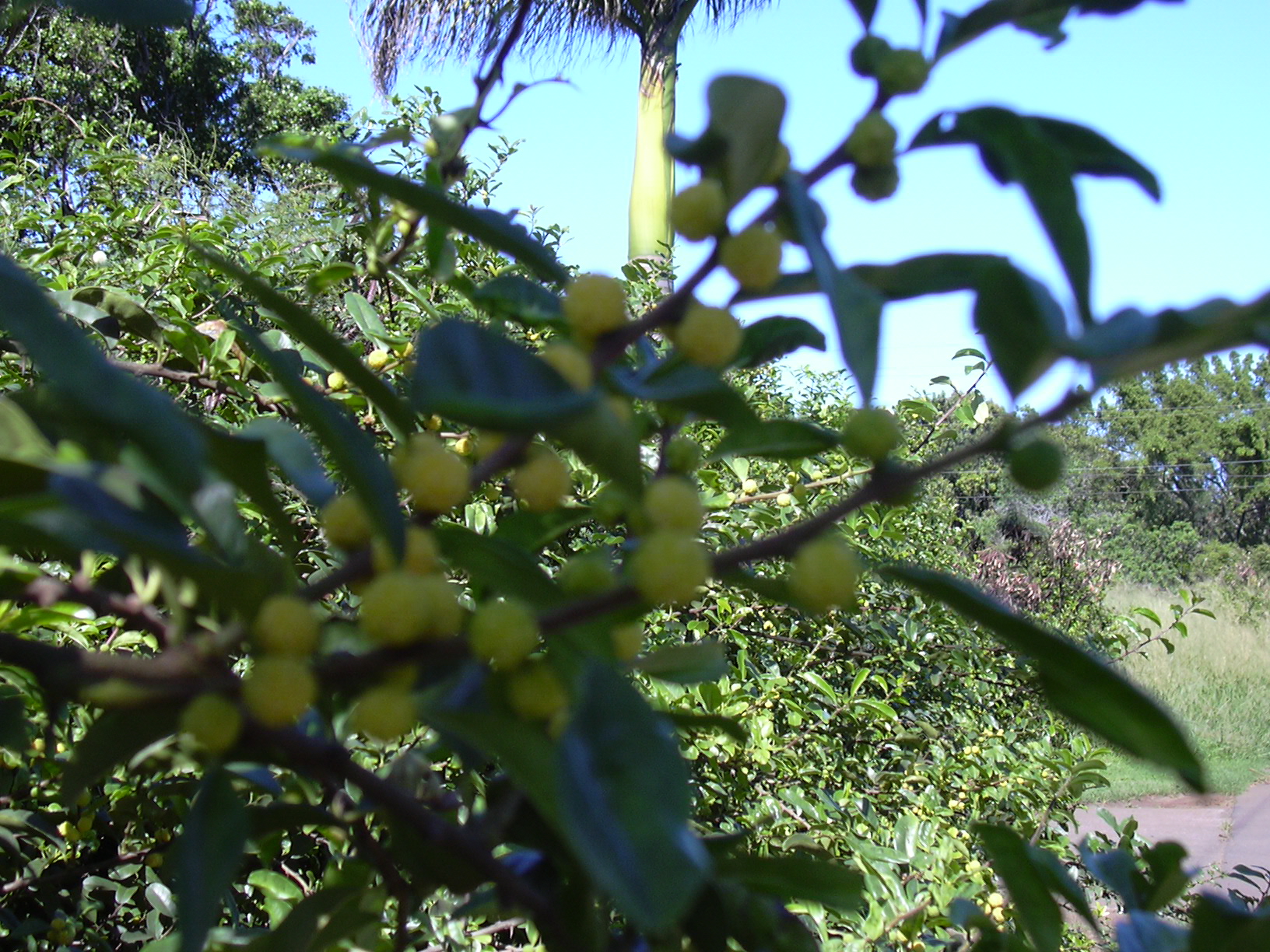 Osage Orange flower identification view