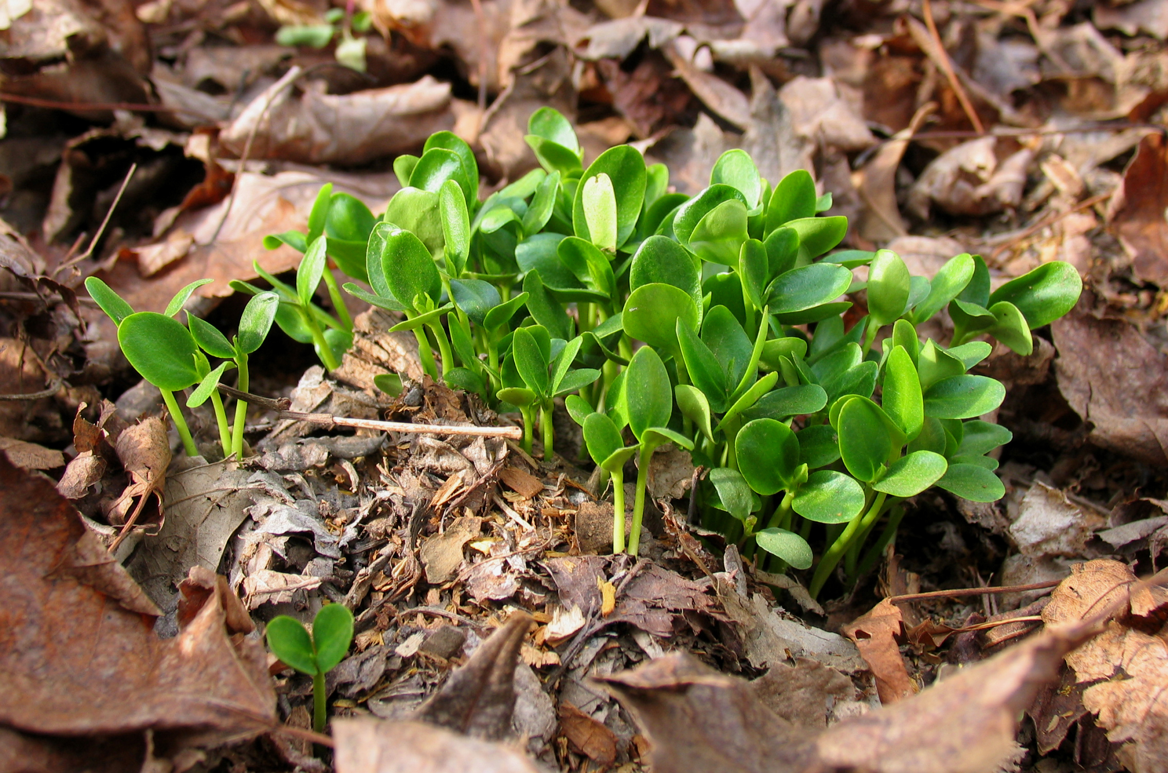 Osage Orange fruit identification view