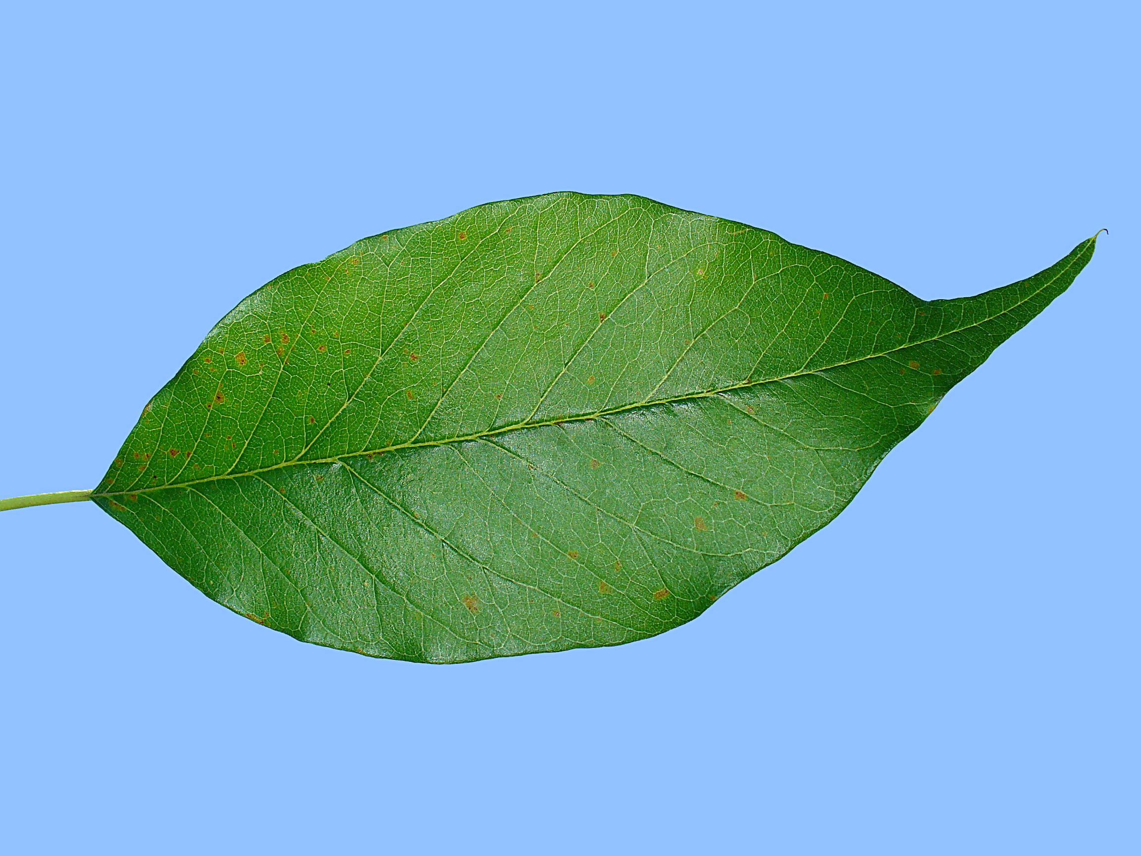 Osage Orange leaf identification view