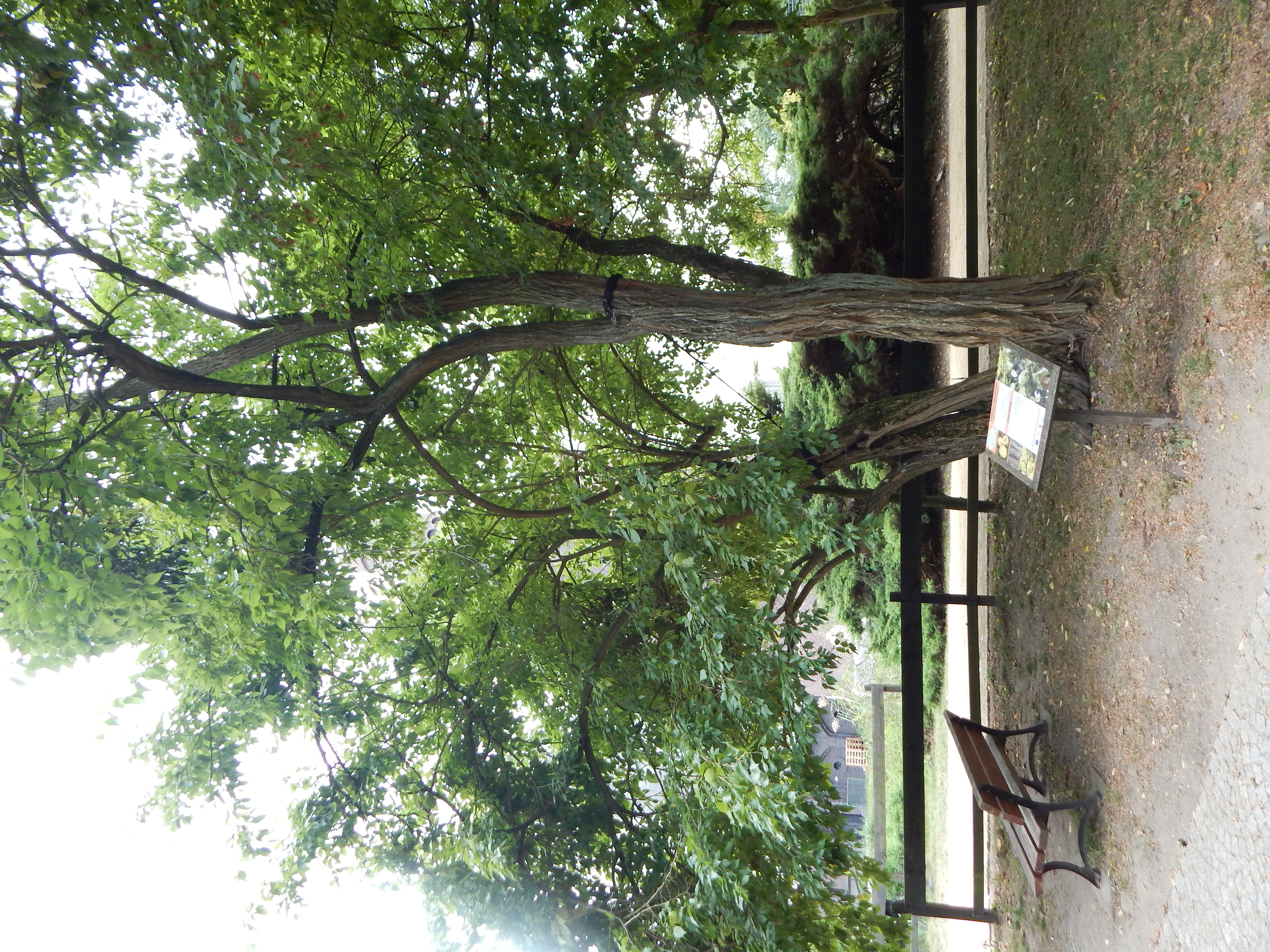 Osage Orange plant identification view