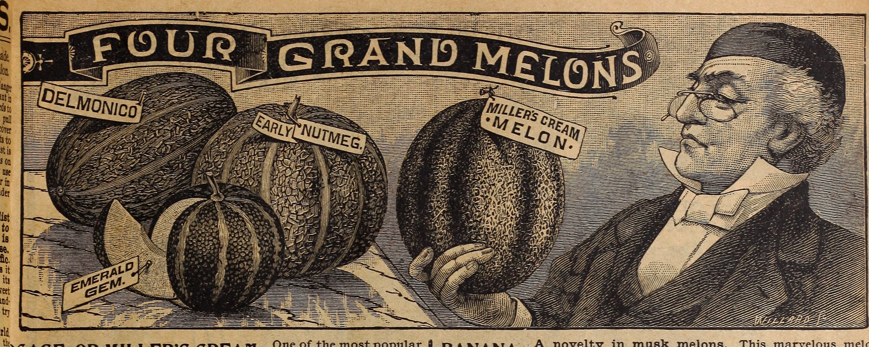 Osage Orange stem identification view