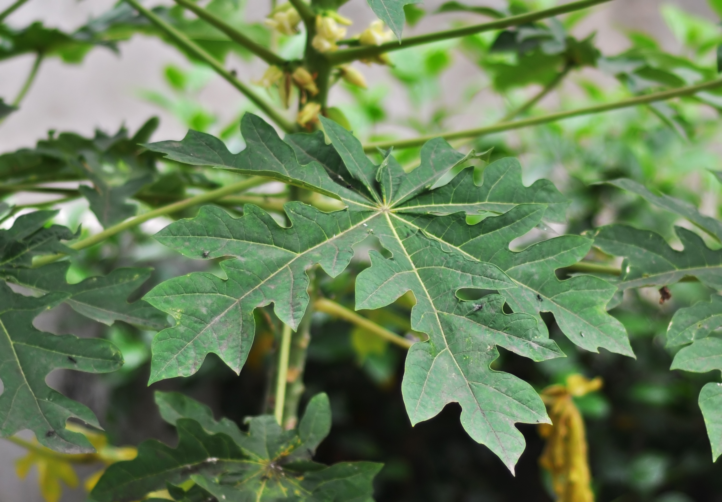 Papaya leaf identification view