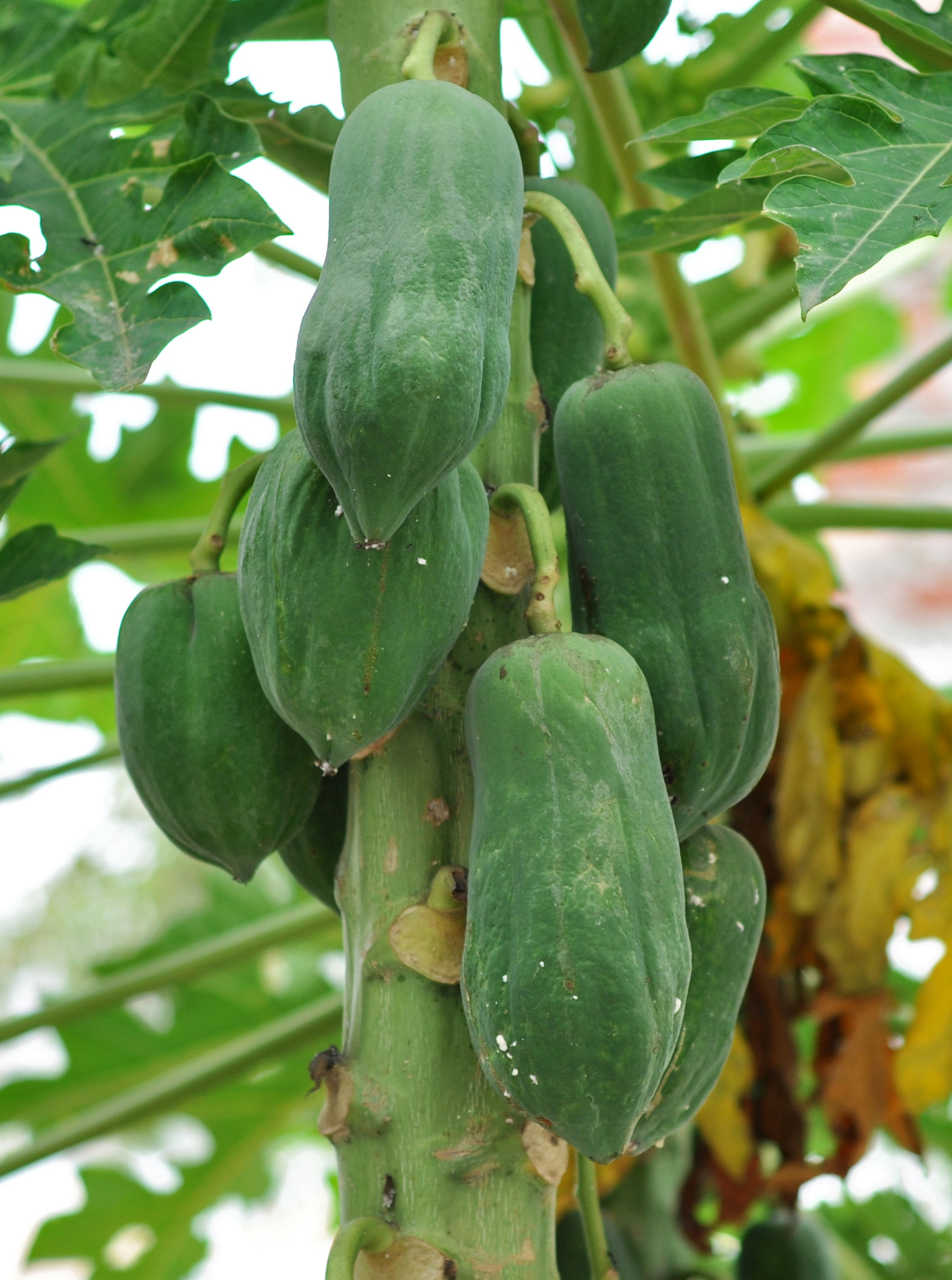 Papaya plant identification view