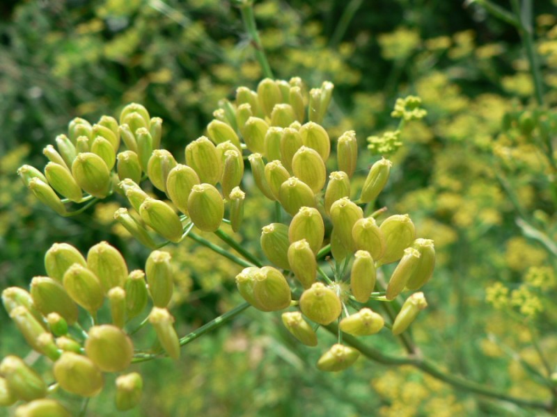 Parsnip fruit identification view