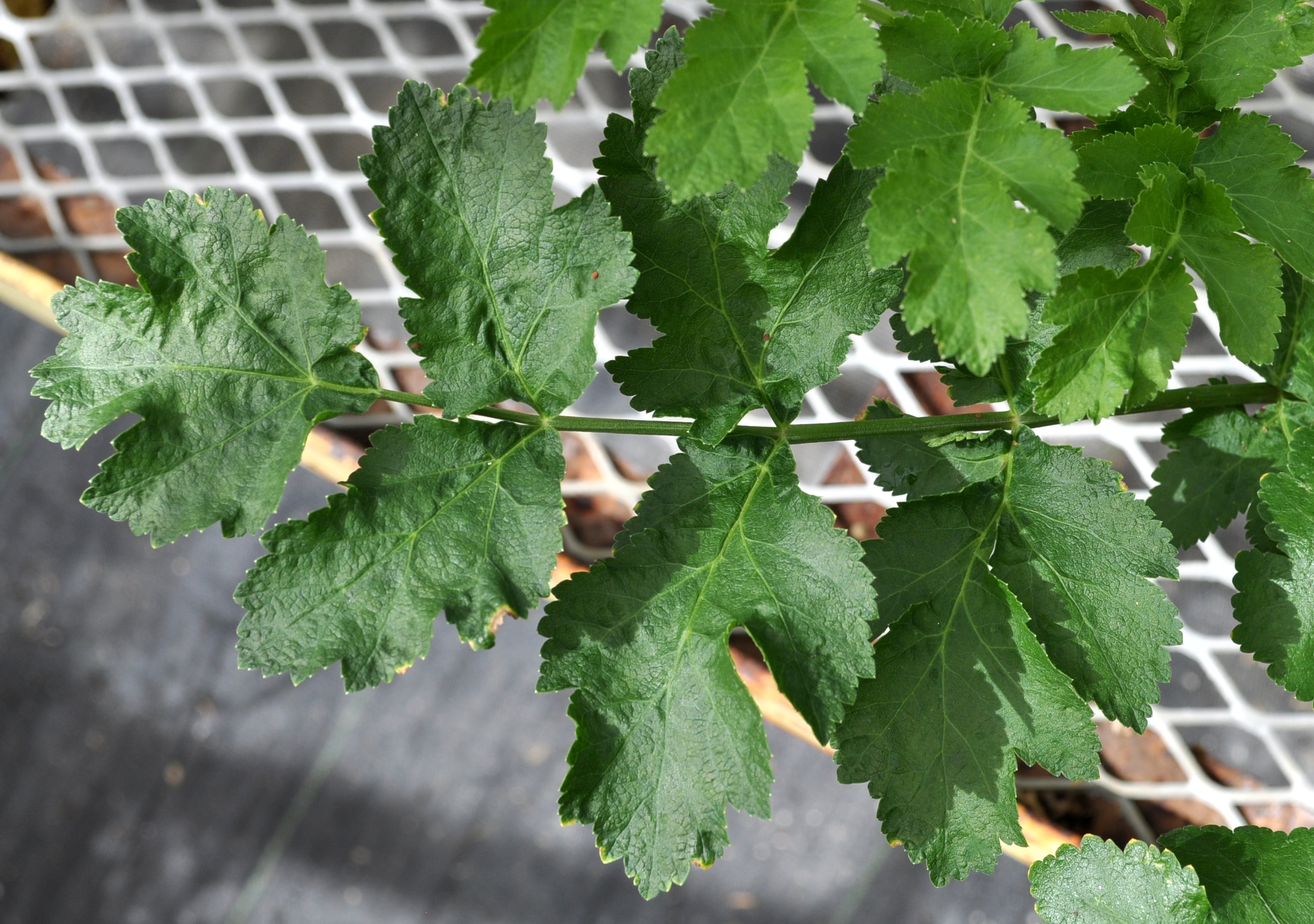 Parsnip leaf identification view