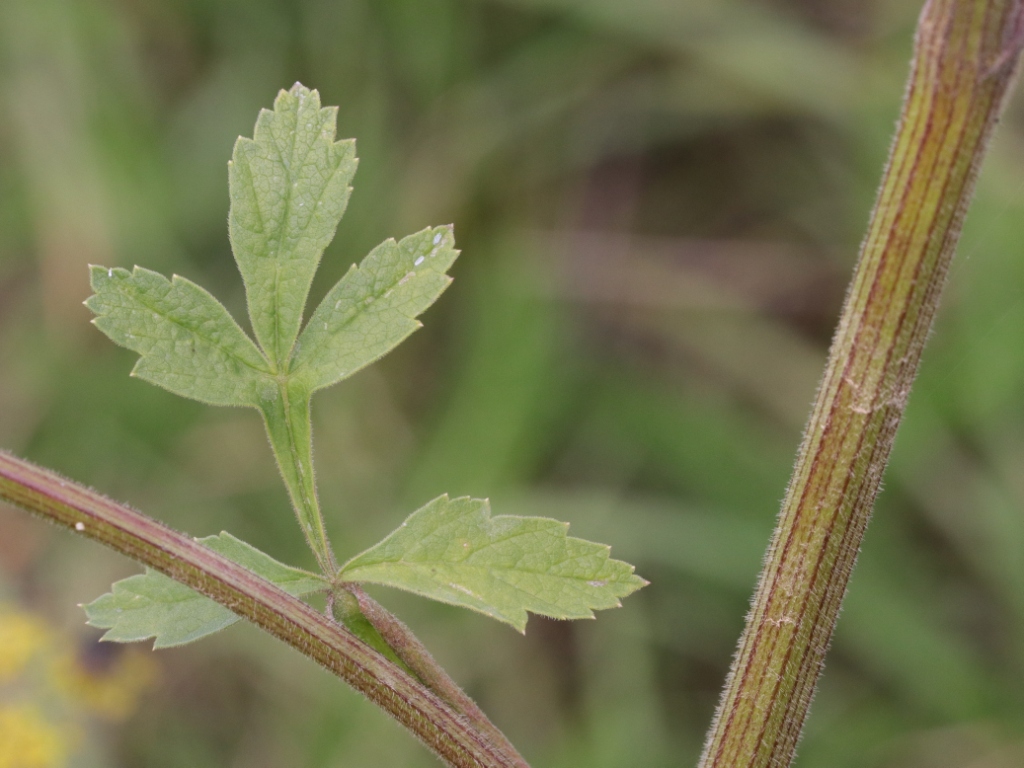 Parsnip stem identification view