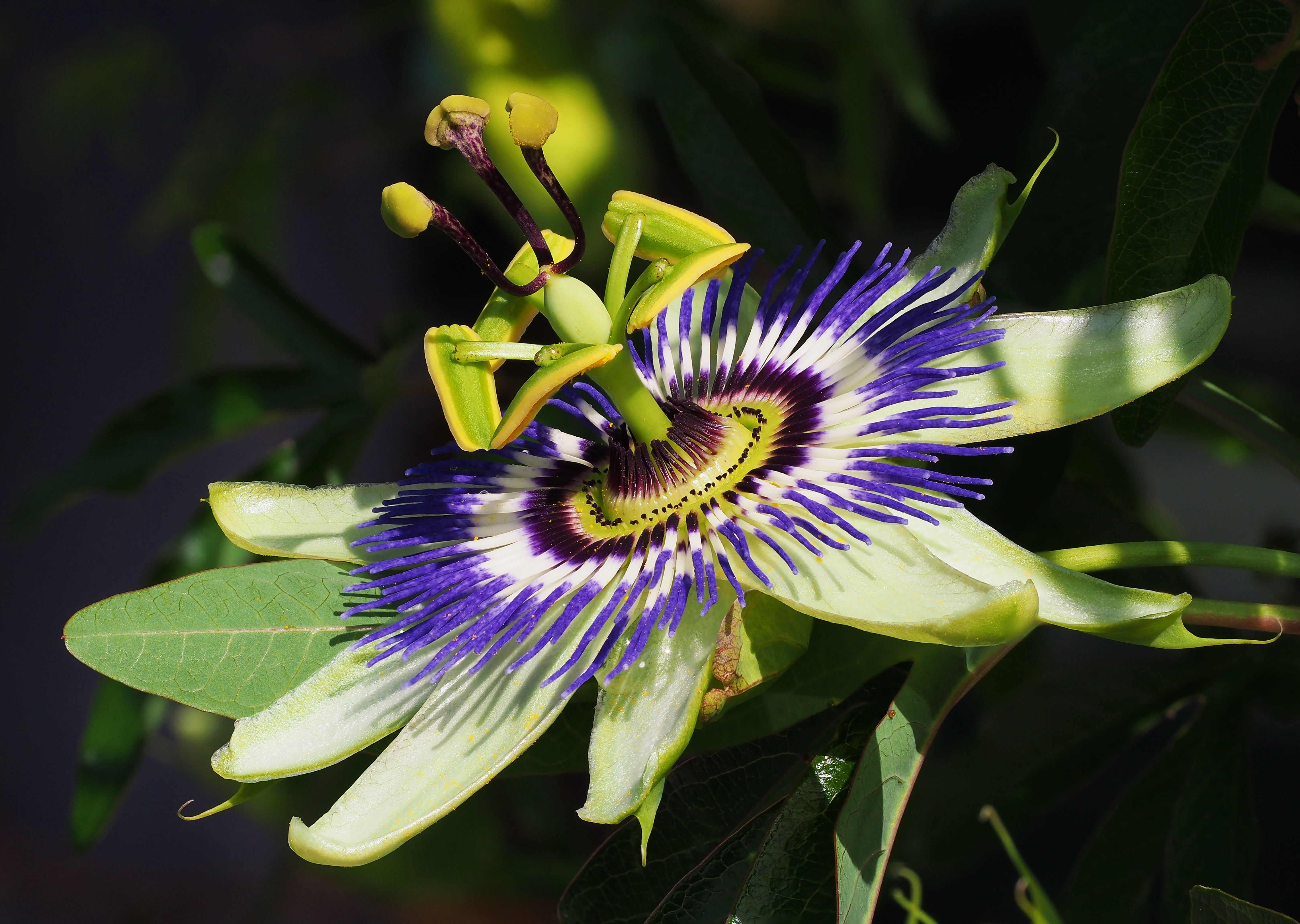 Passion flower flower identification view