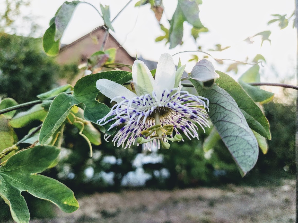Passion flower leaf identification view