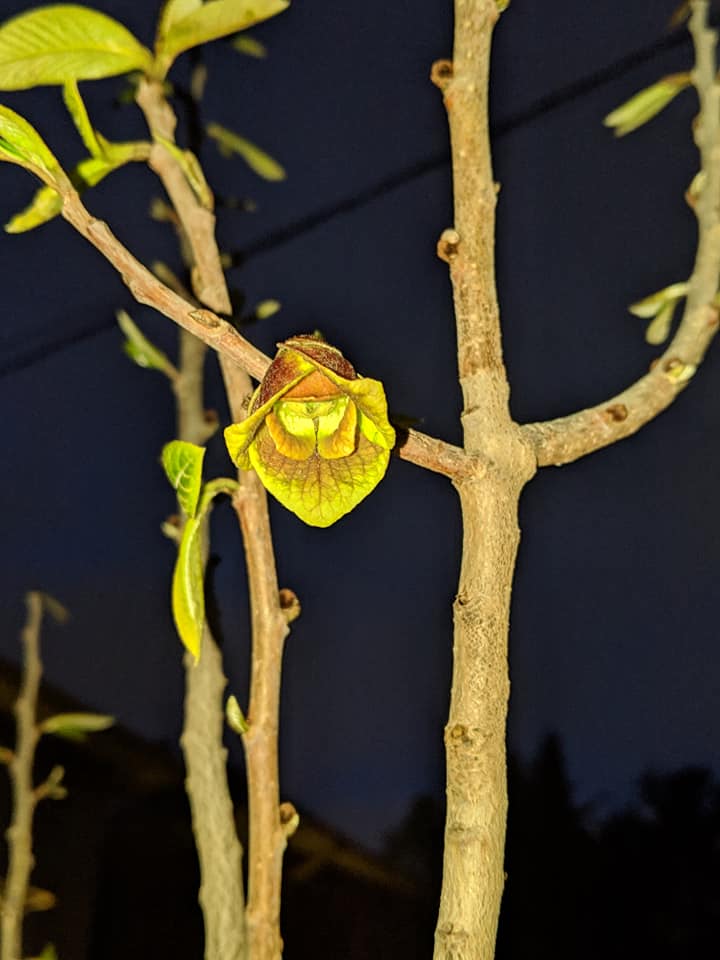 Pawpaw flower identification view