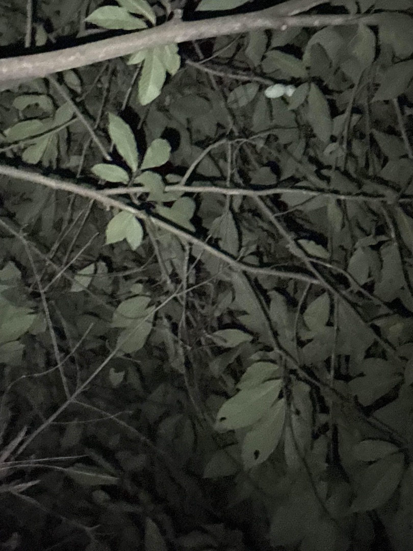 Pawpaw fruit identification view