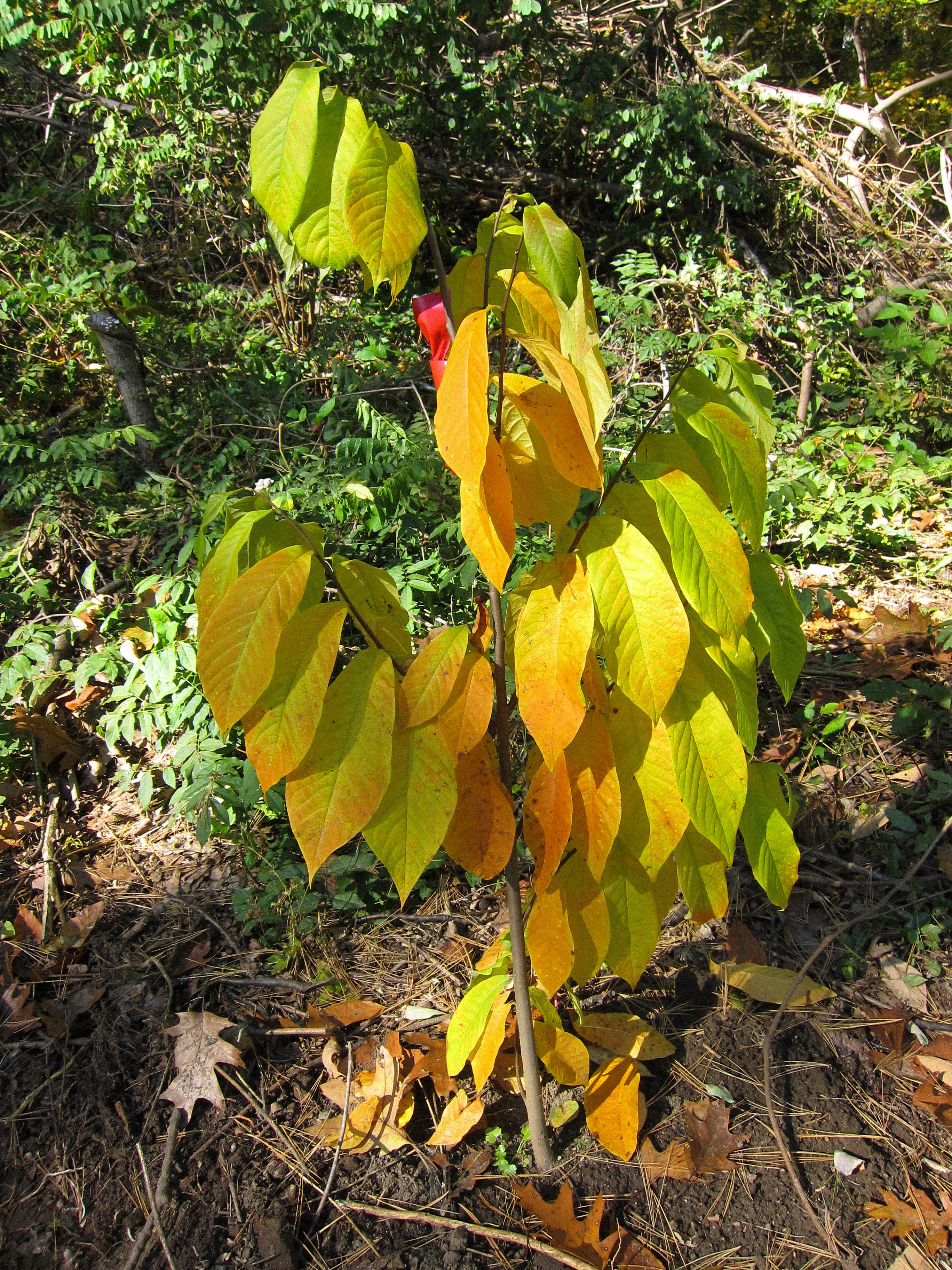 Pawpaw leaf identification view