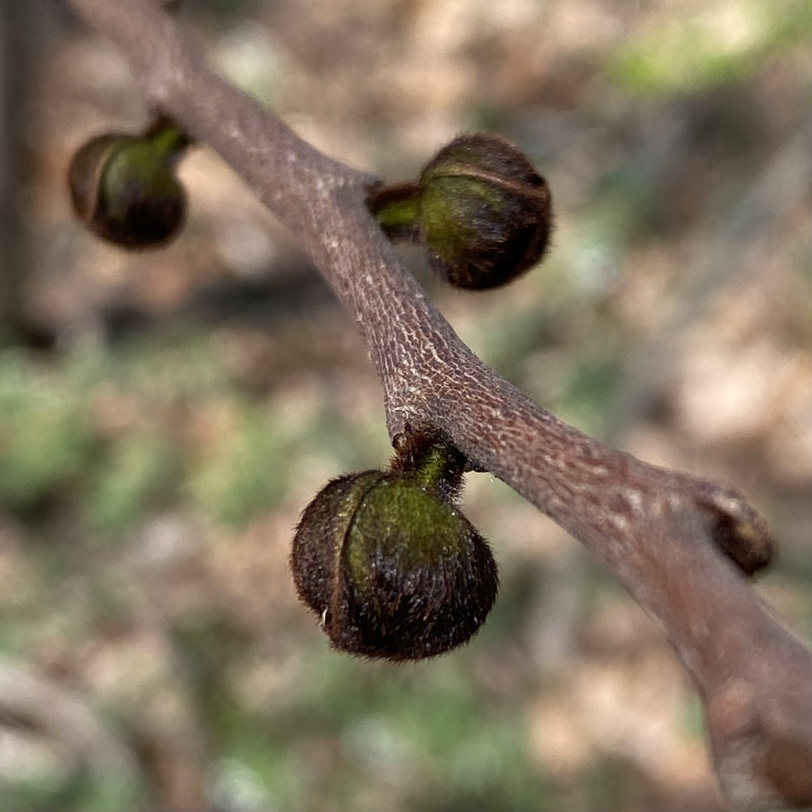 Pawpaw stem identification view