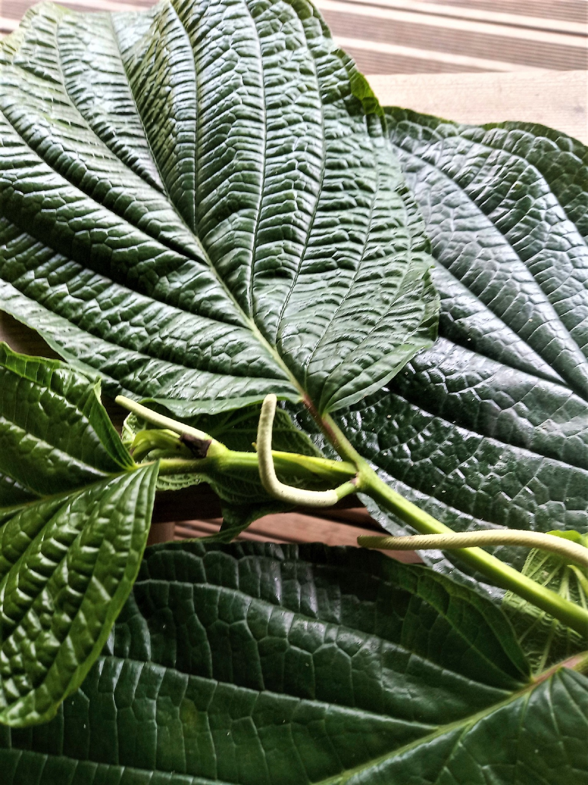Pepper flower identification view