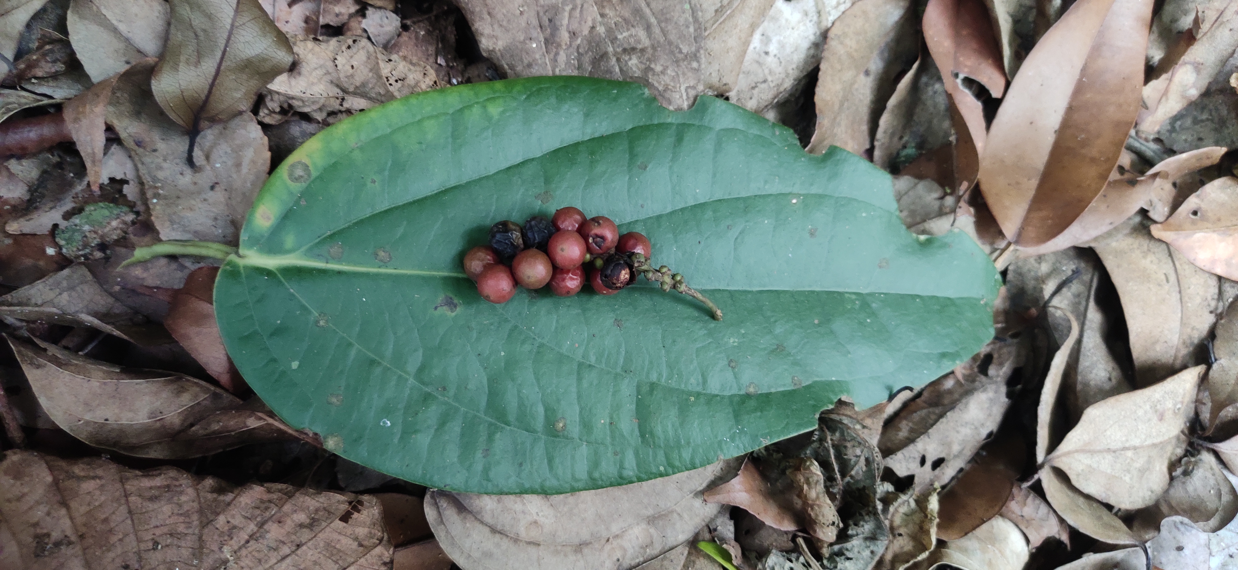 Pepper leaf identification view
