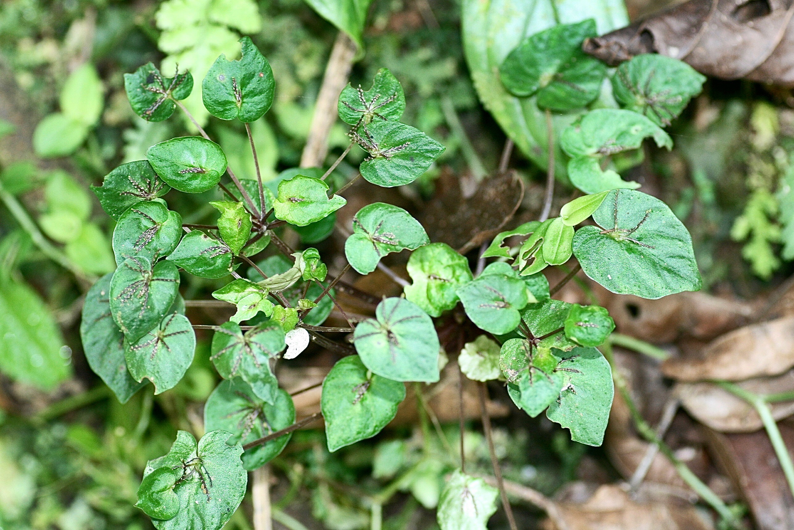Pepper stem identification view