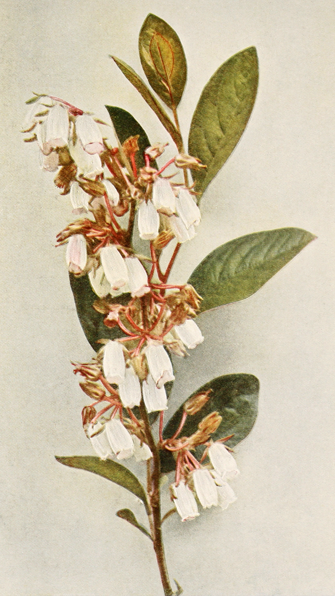 Piedmont staggerbush flower identification view