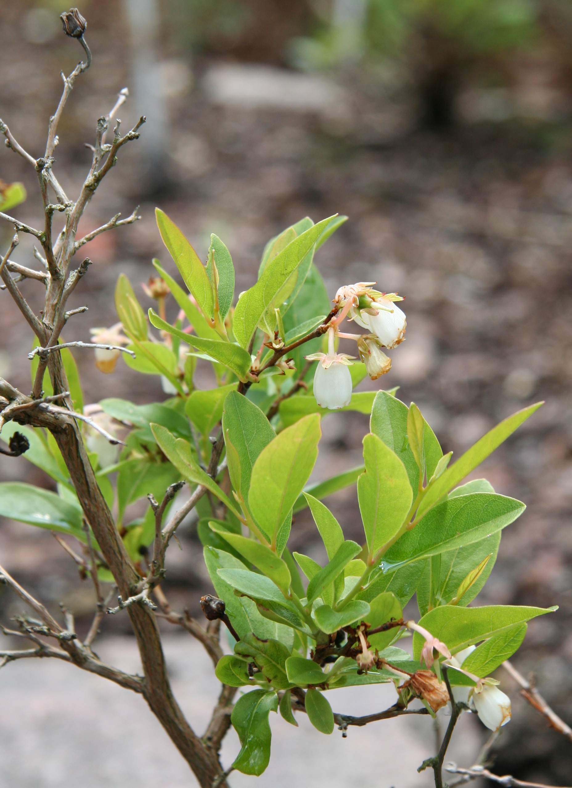 Piedmont staggerbush fruit identification view