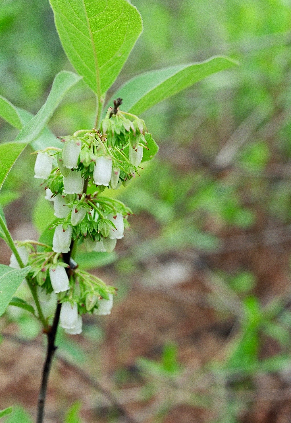 Piedmont staggerbush leaf identification view