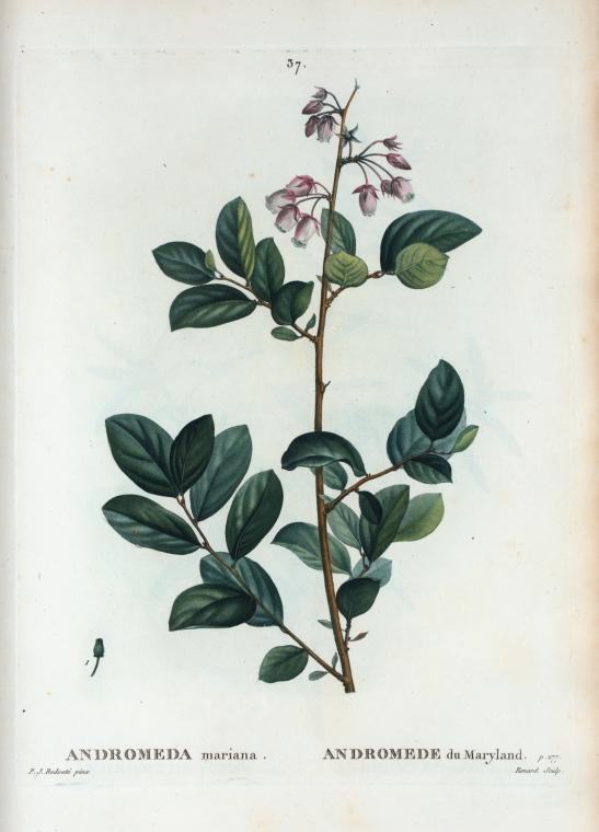 Piedmont staggerbush plant identification view