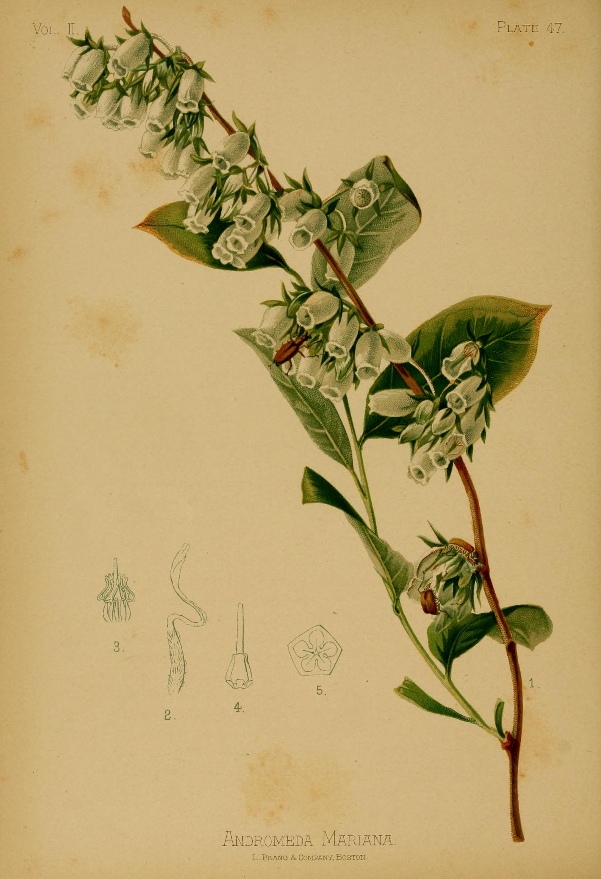 Piedmont staggerbush stem identification view