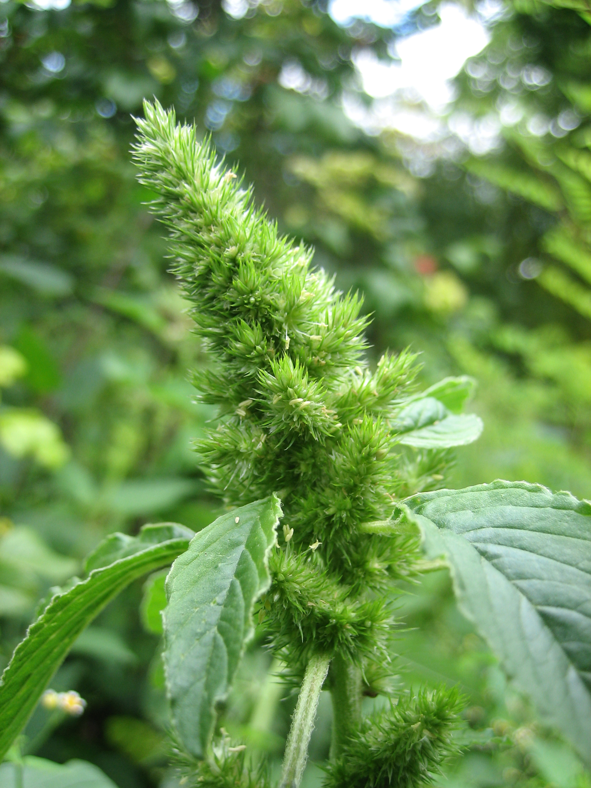 Pigweed (Amaranth) flower identification view
