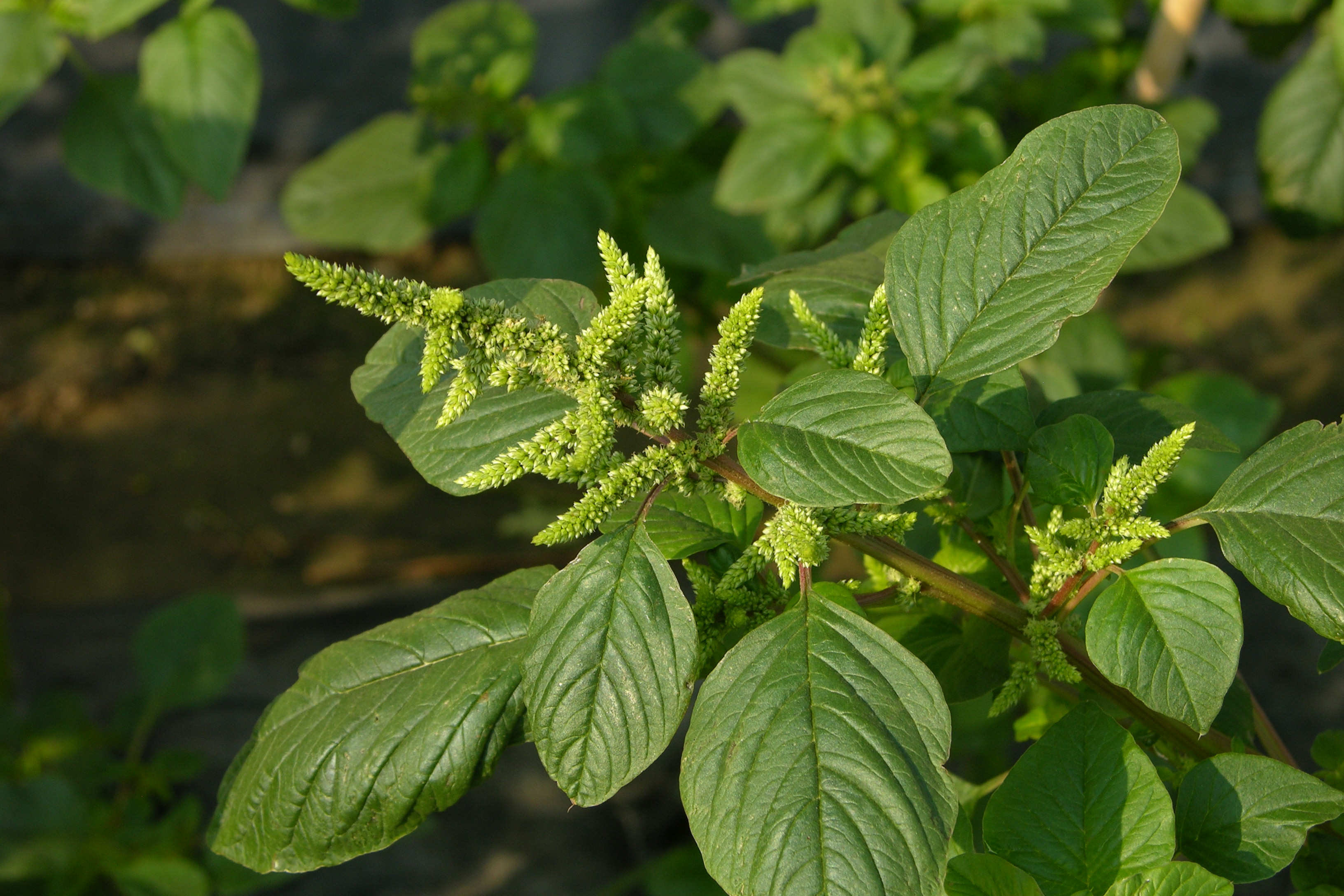 Pigweed (Amaranth) fruit identification view