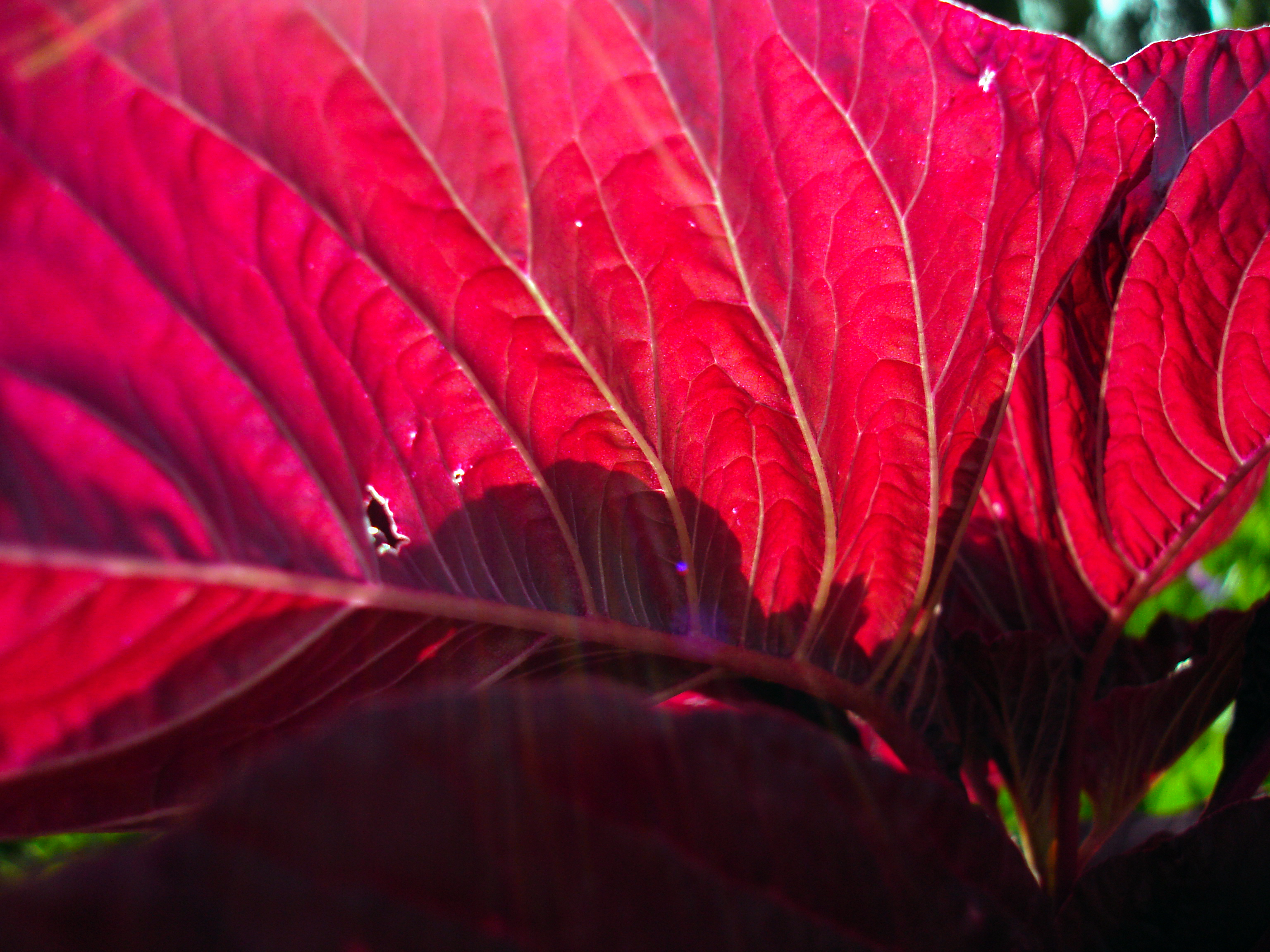 Pigweed (Amaranth) plant identification view