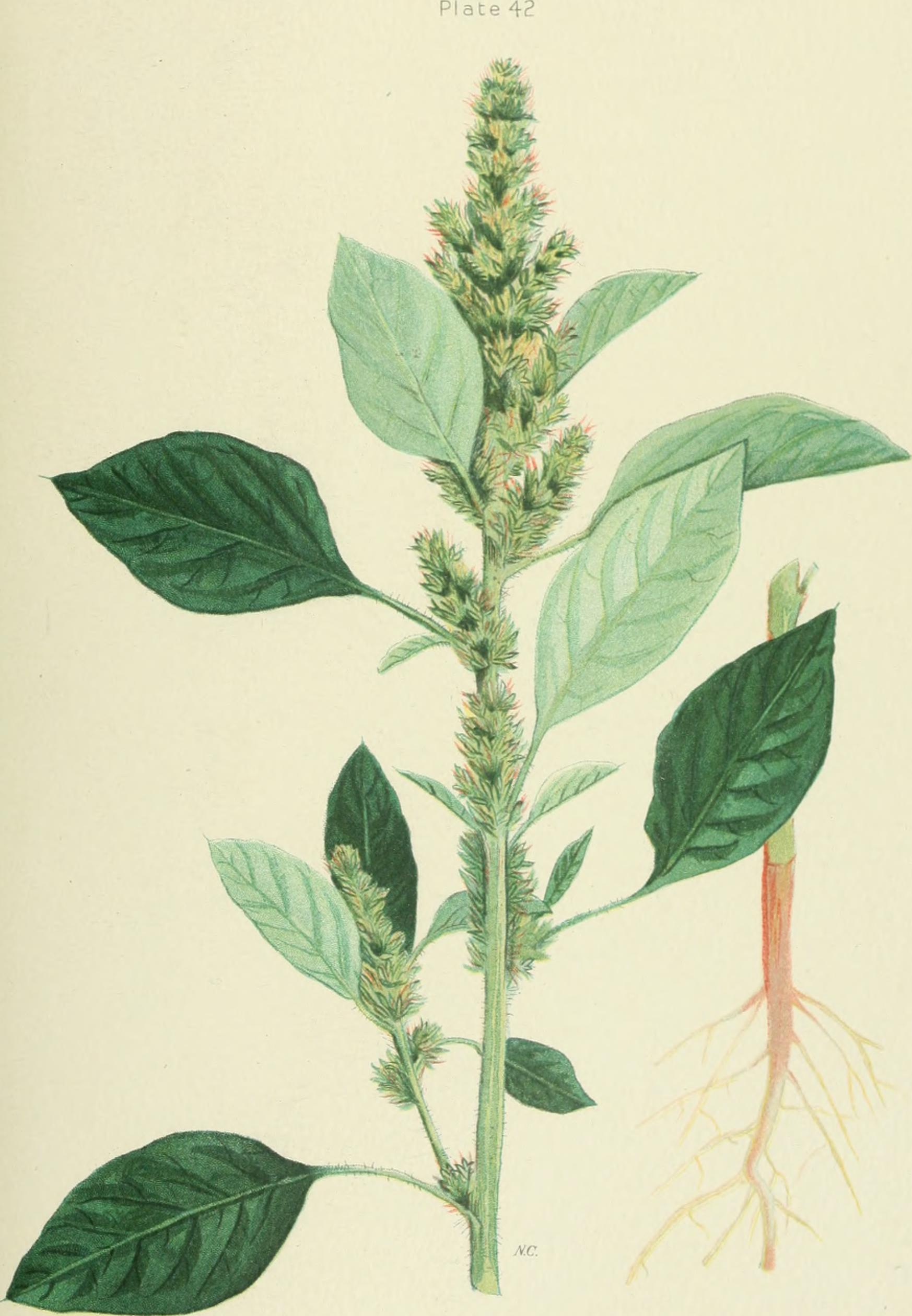 Pigweed (Amaranth) stem identification view