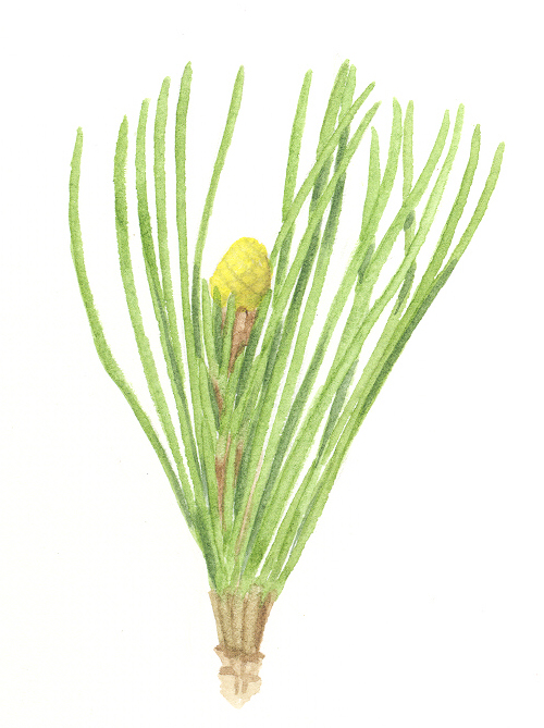 Pine Nut flower identification view