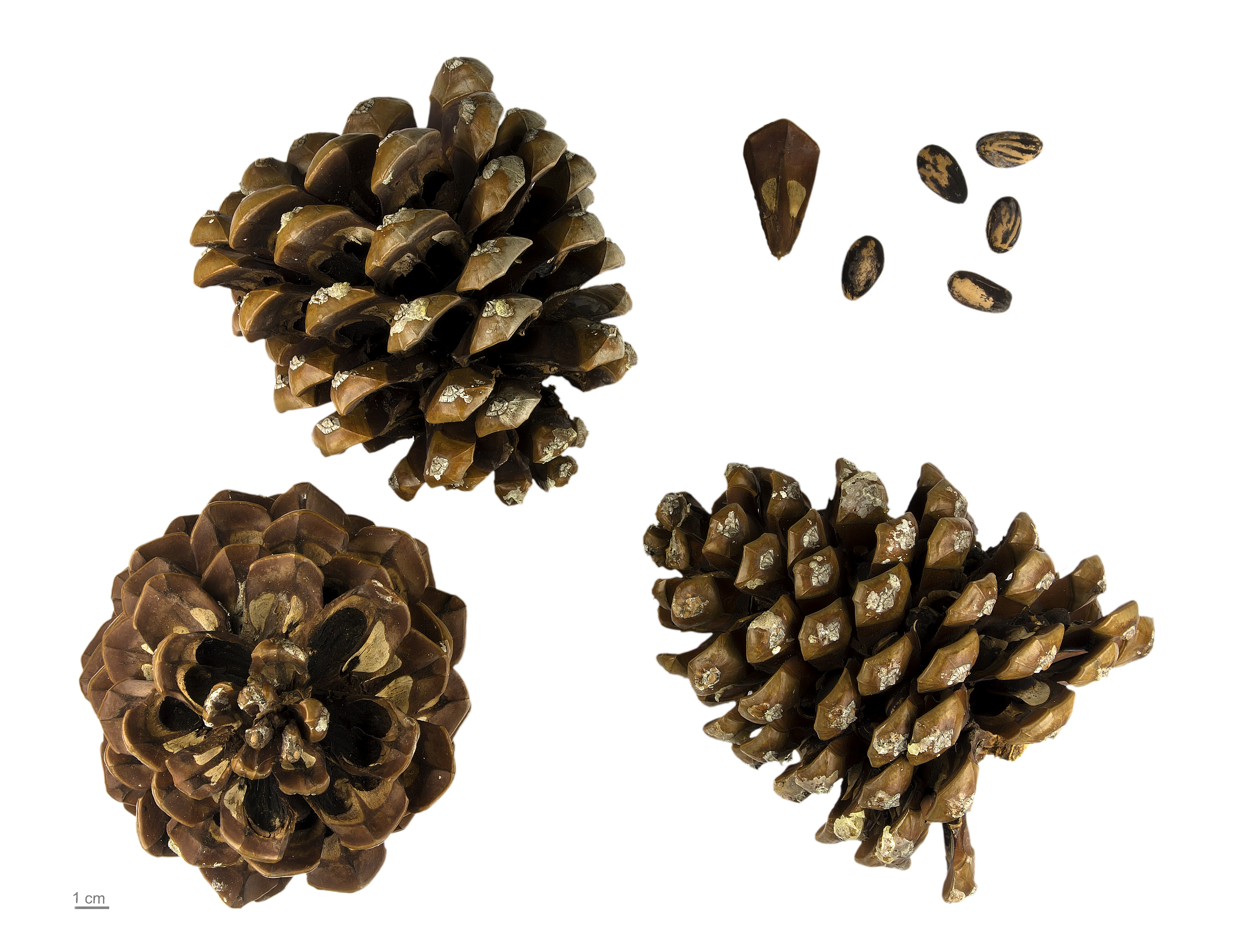 Pine Nut fruit identification view