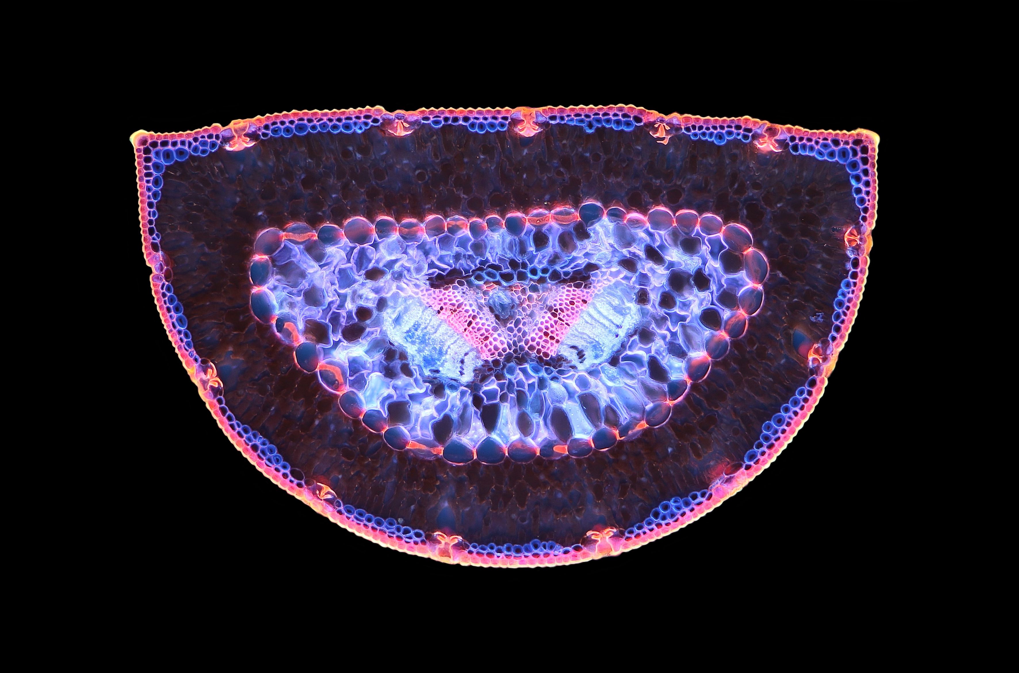 Pine Nut leaf identification view