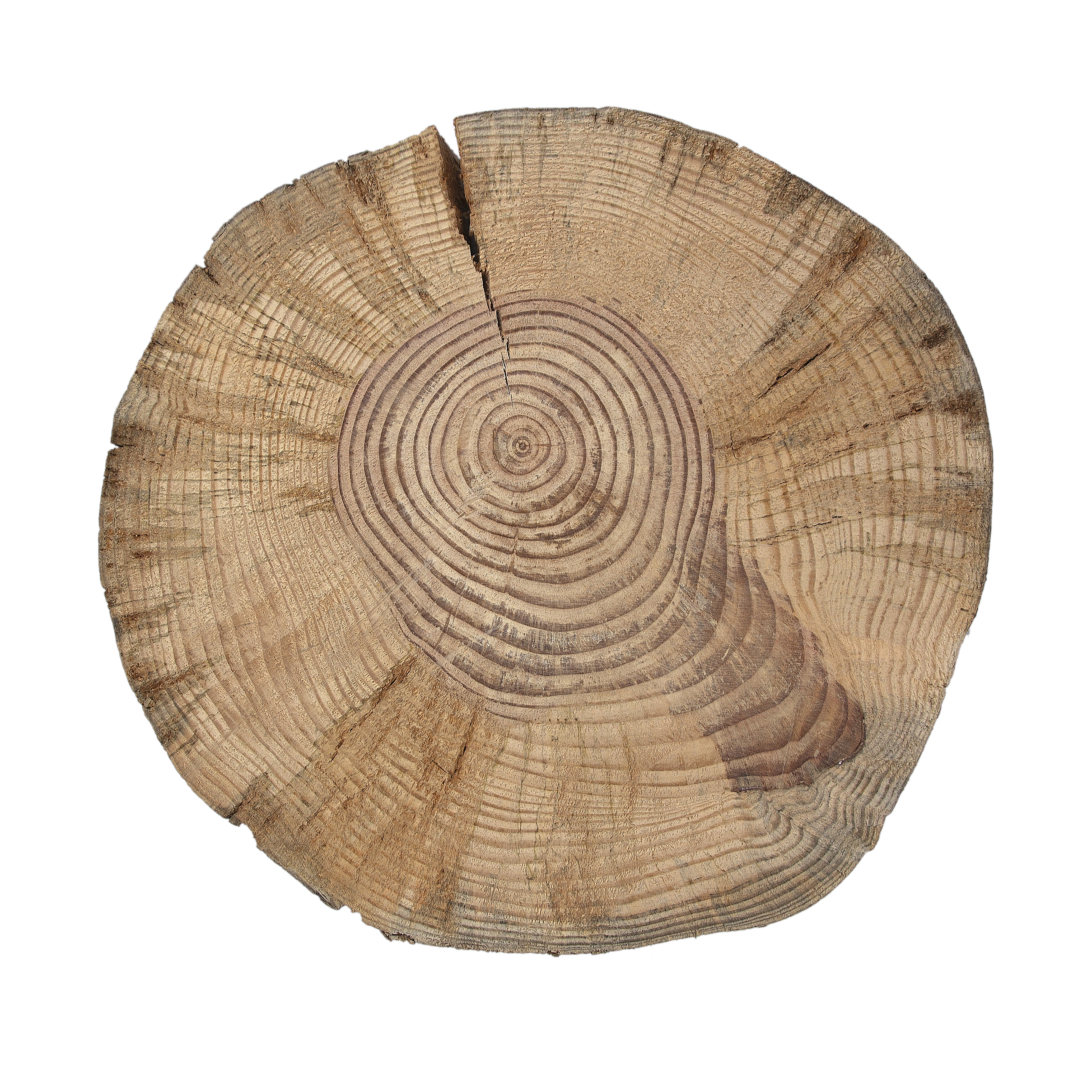 Pine Nut plant identification view