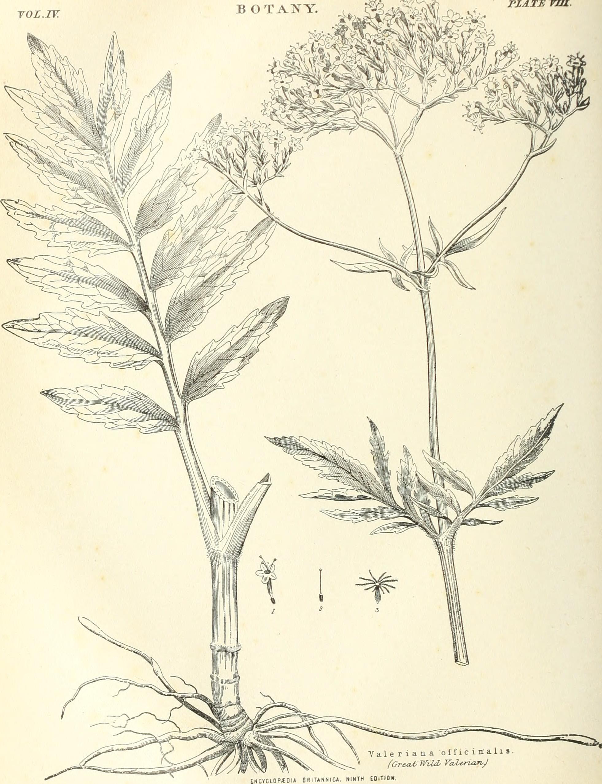 Pine Nut stem identification view