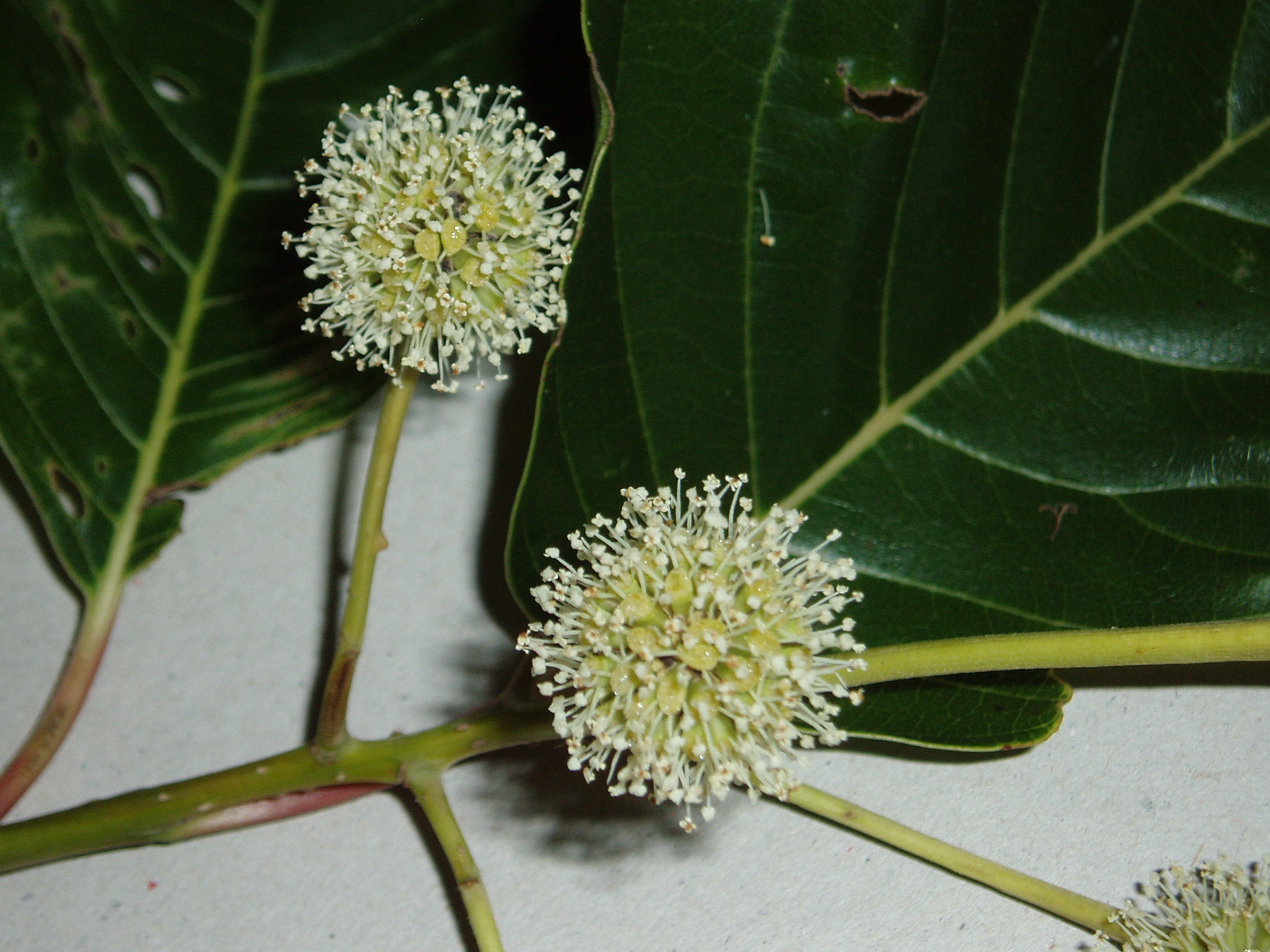 Plant sources of anti-cancer agents flower identification view