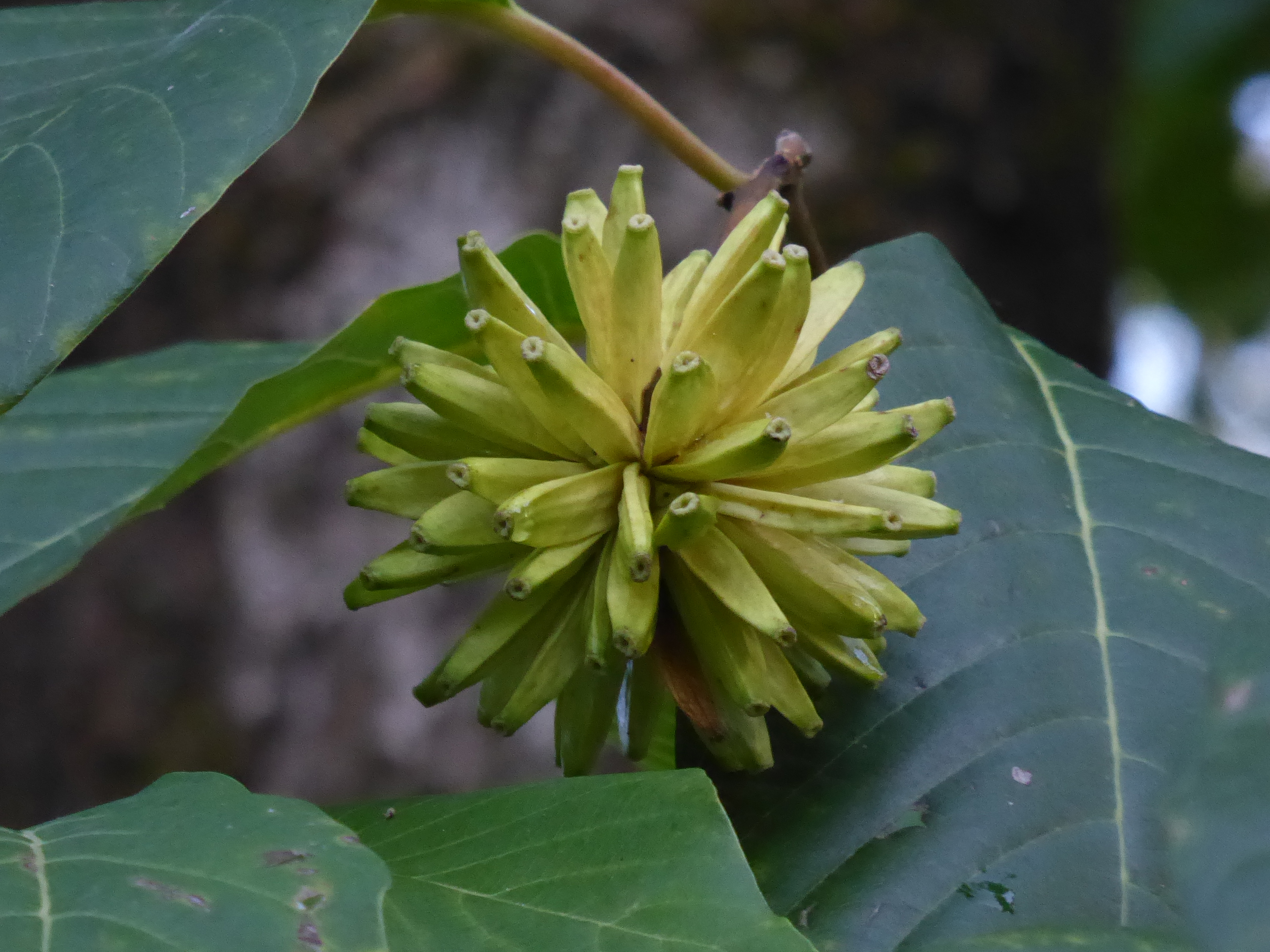 Plant sources of anti-cancer agents fruit identification view