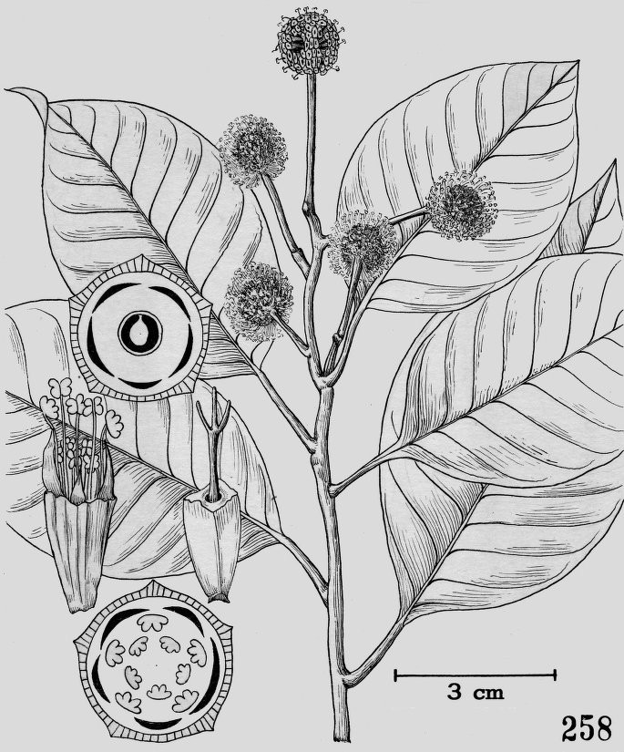 Plant sources of anti-cancer agents leaf identification view