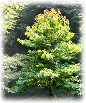 Plant sources of anti-cancer agents plant identification view