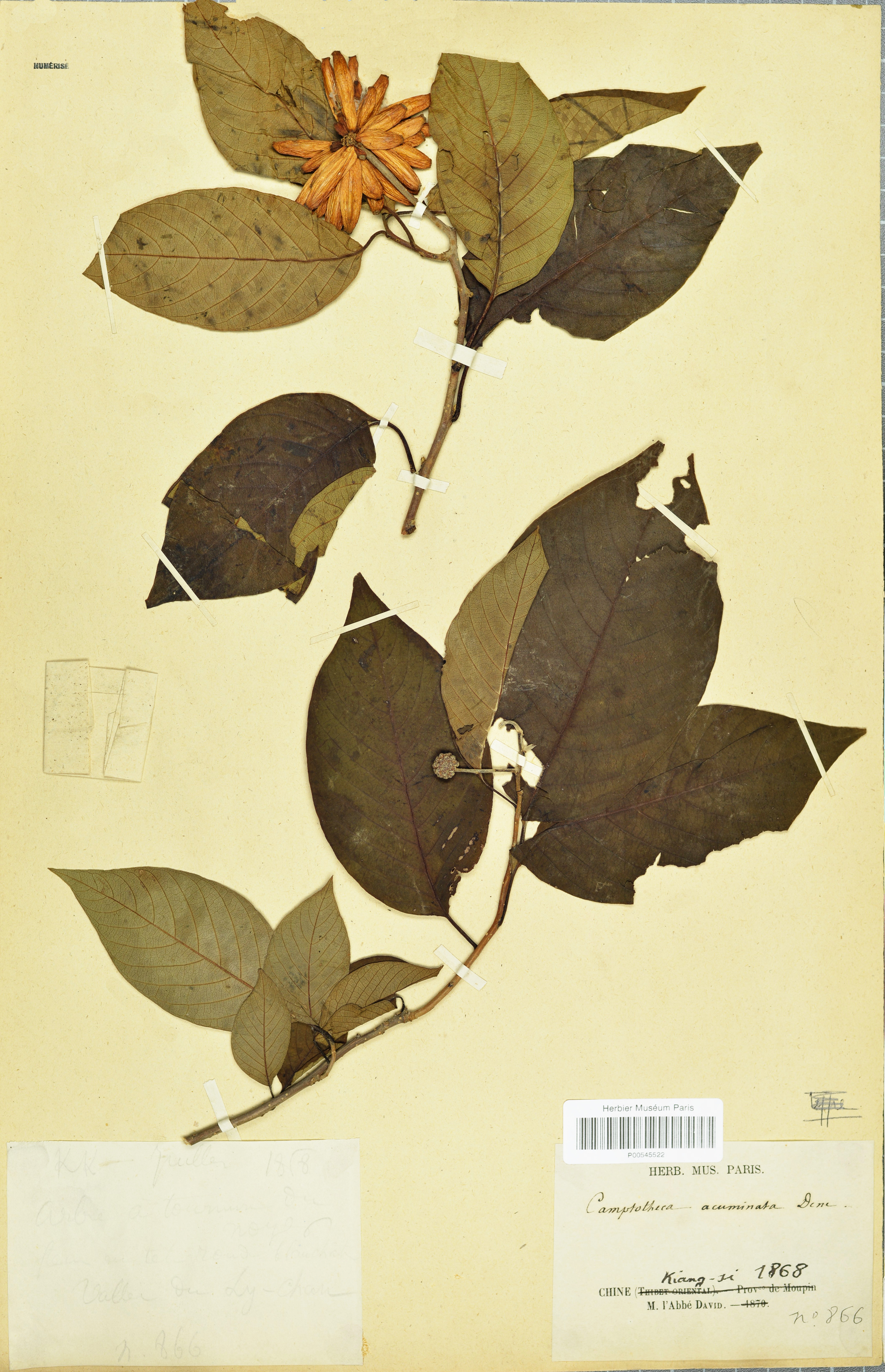 Plant sources of anti-cancer agents stem identification view