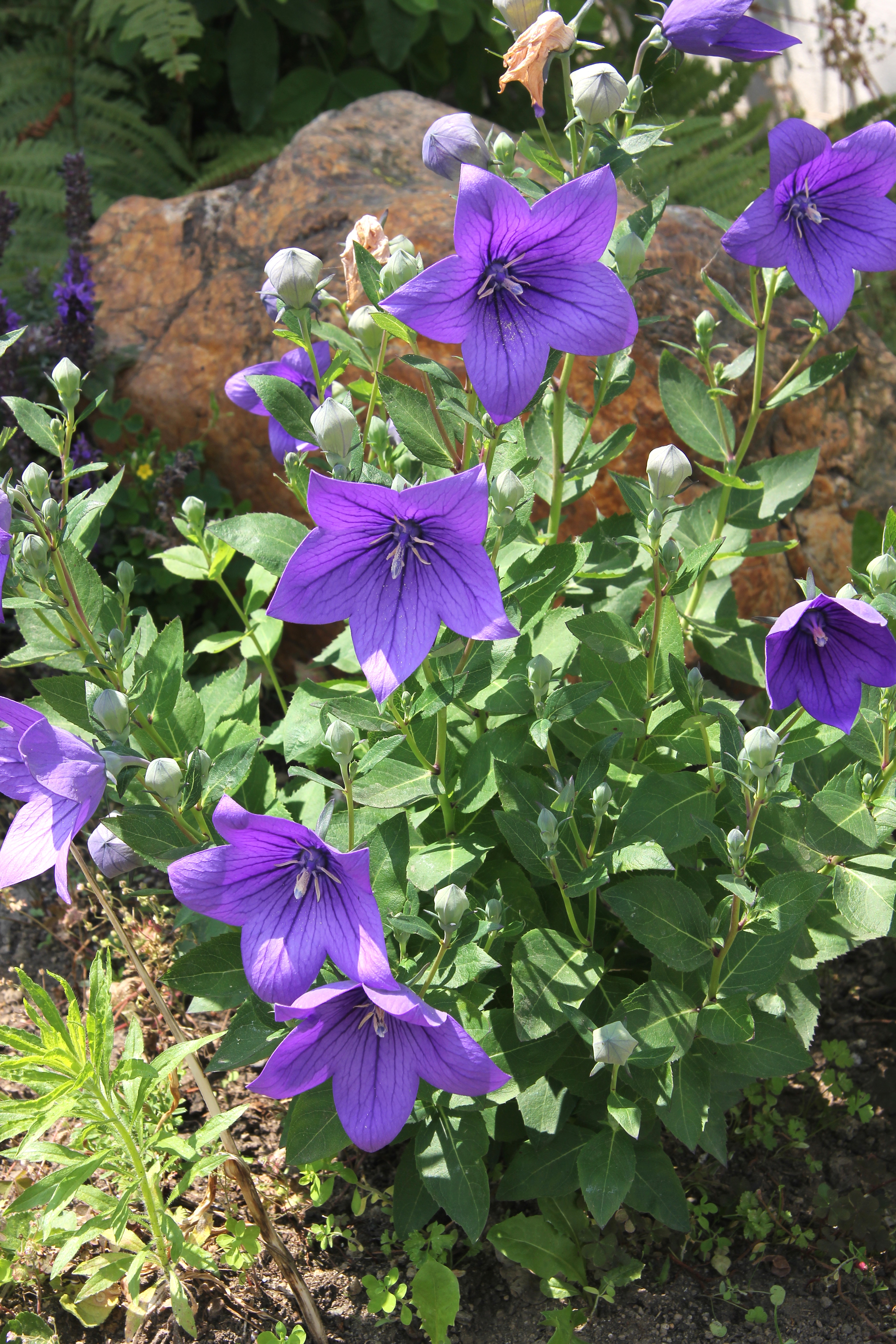 Platycodon, balloon flower flower identification view
