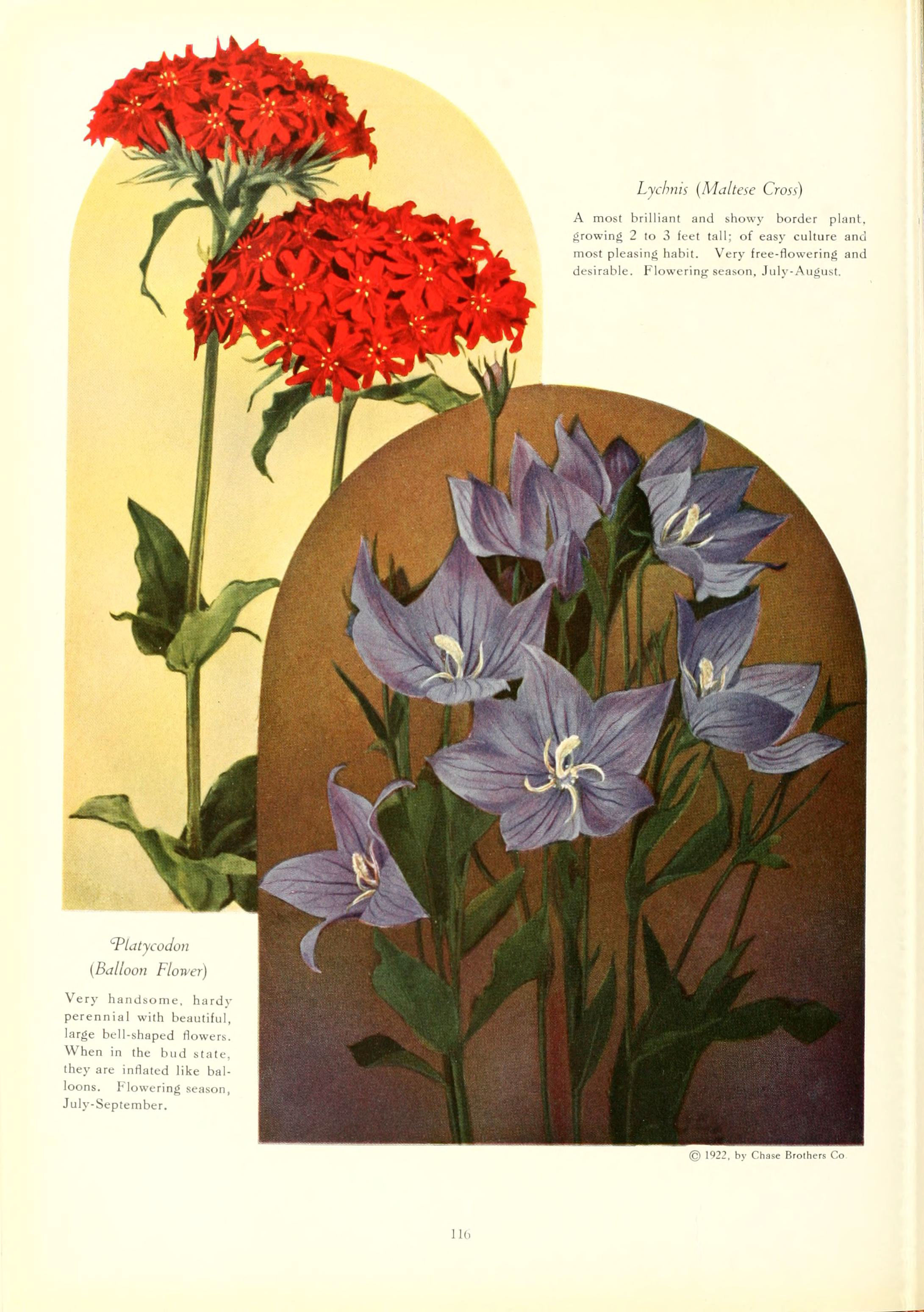 Platycodon, balloon flower fruit identification view