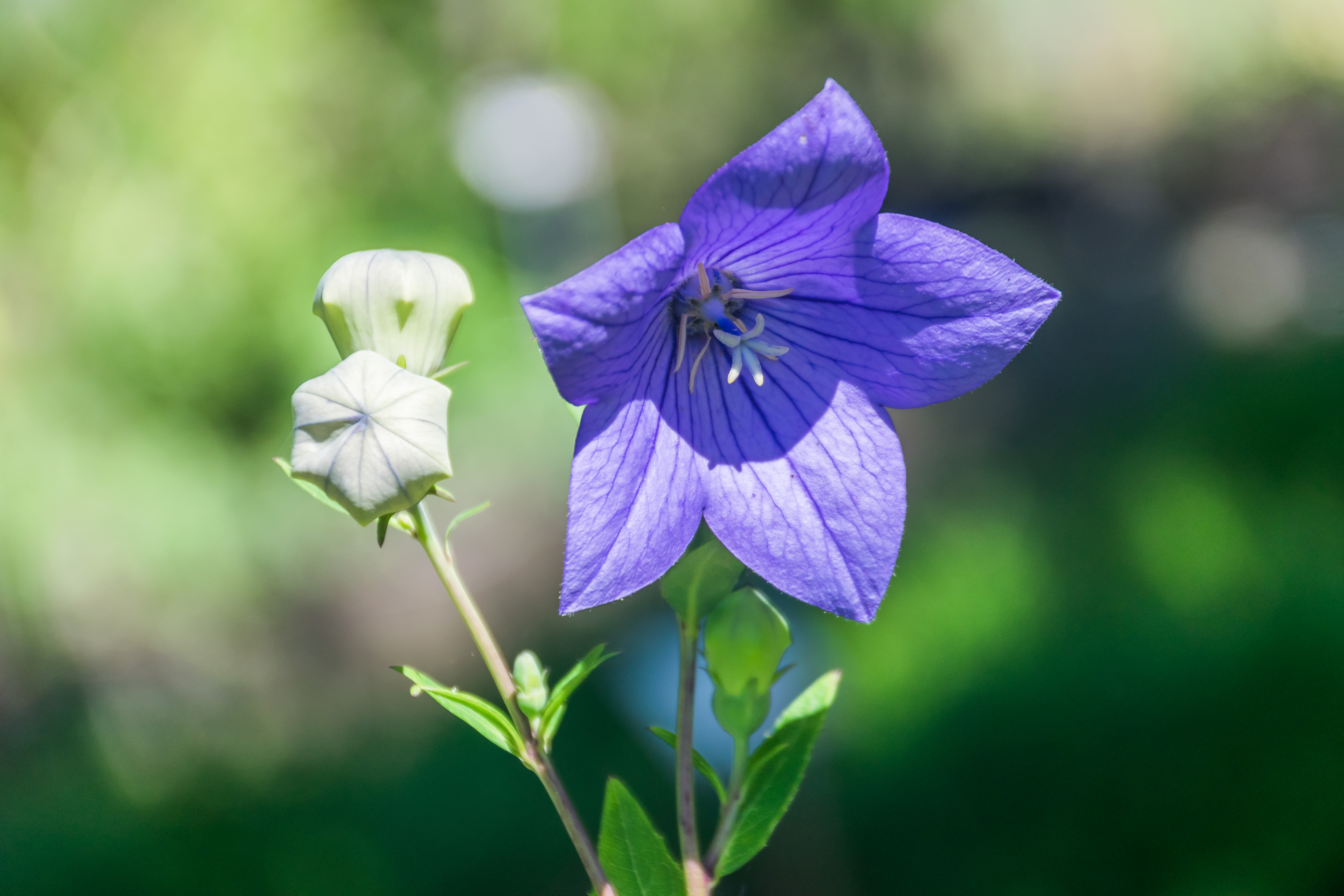 Platycodon, balloon flower plant identification view