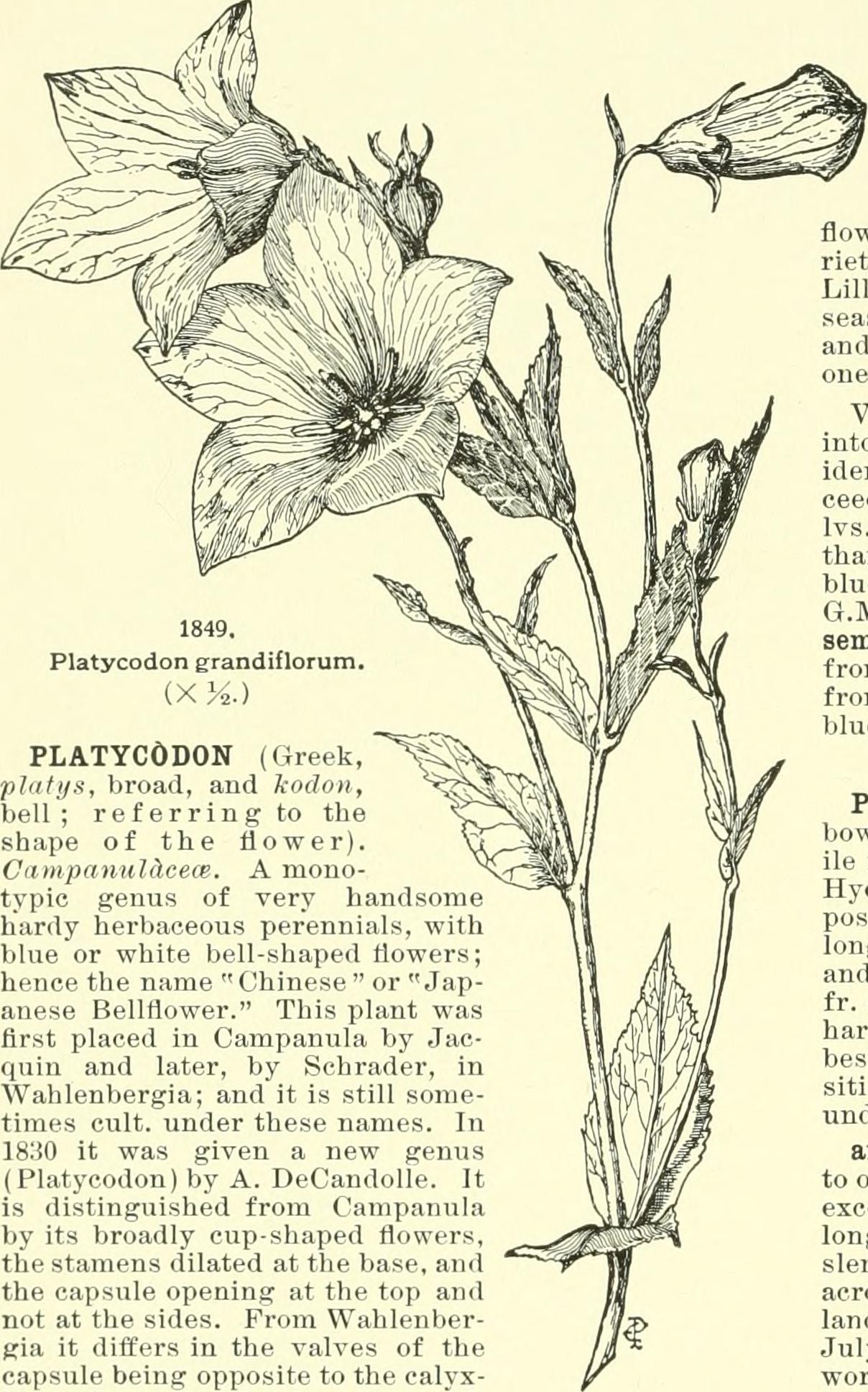 Platycodon, balloon flower stem identification view