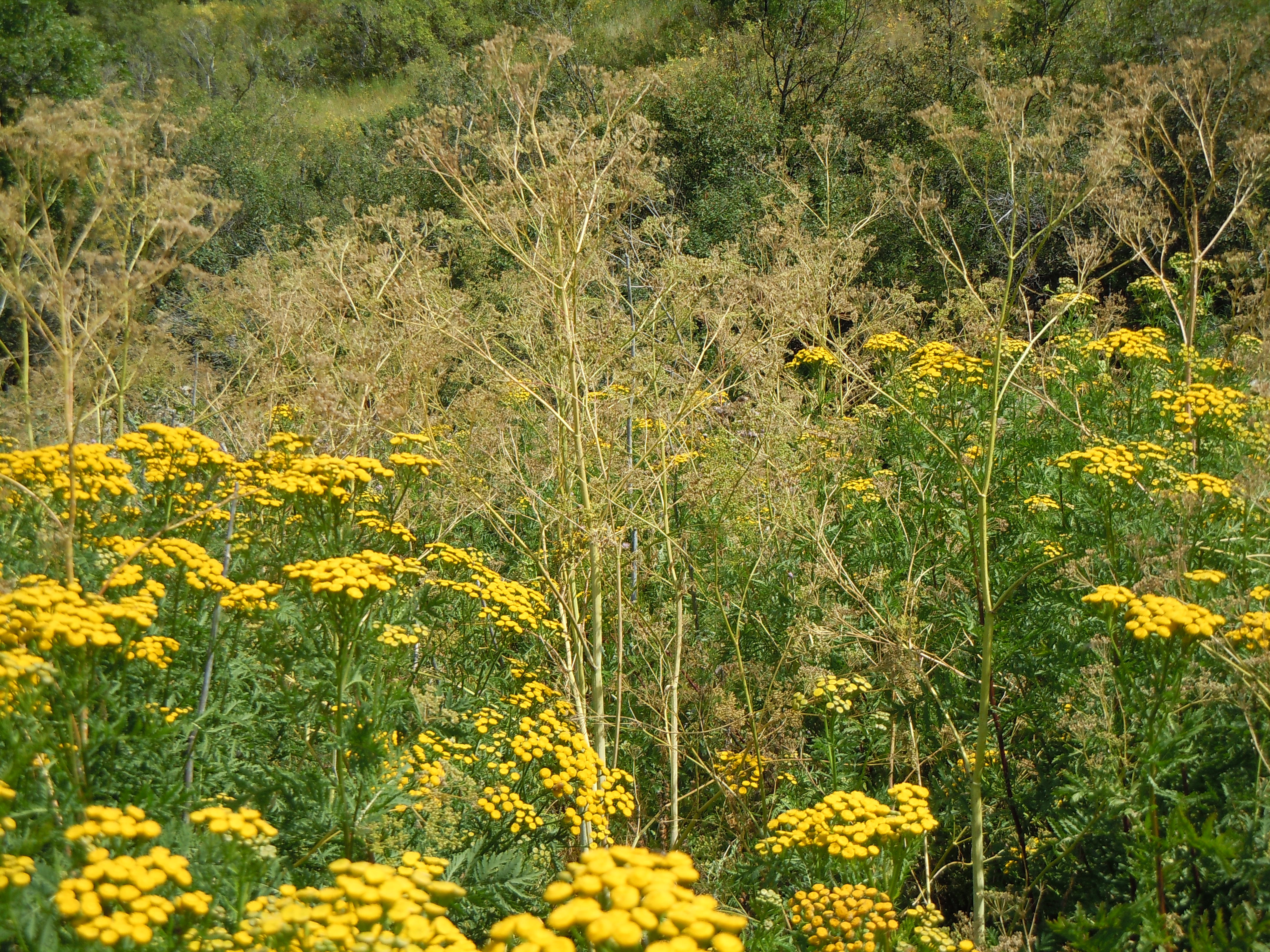 Poison Hemlock flower identification view